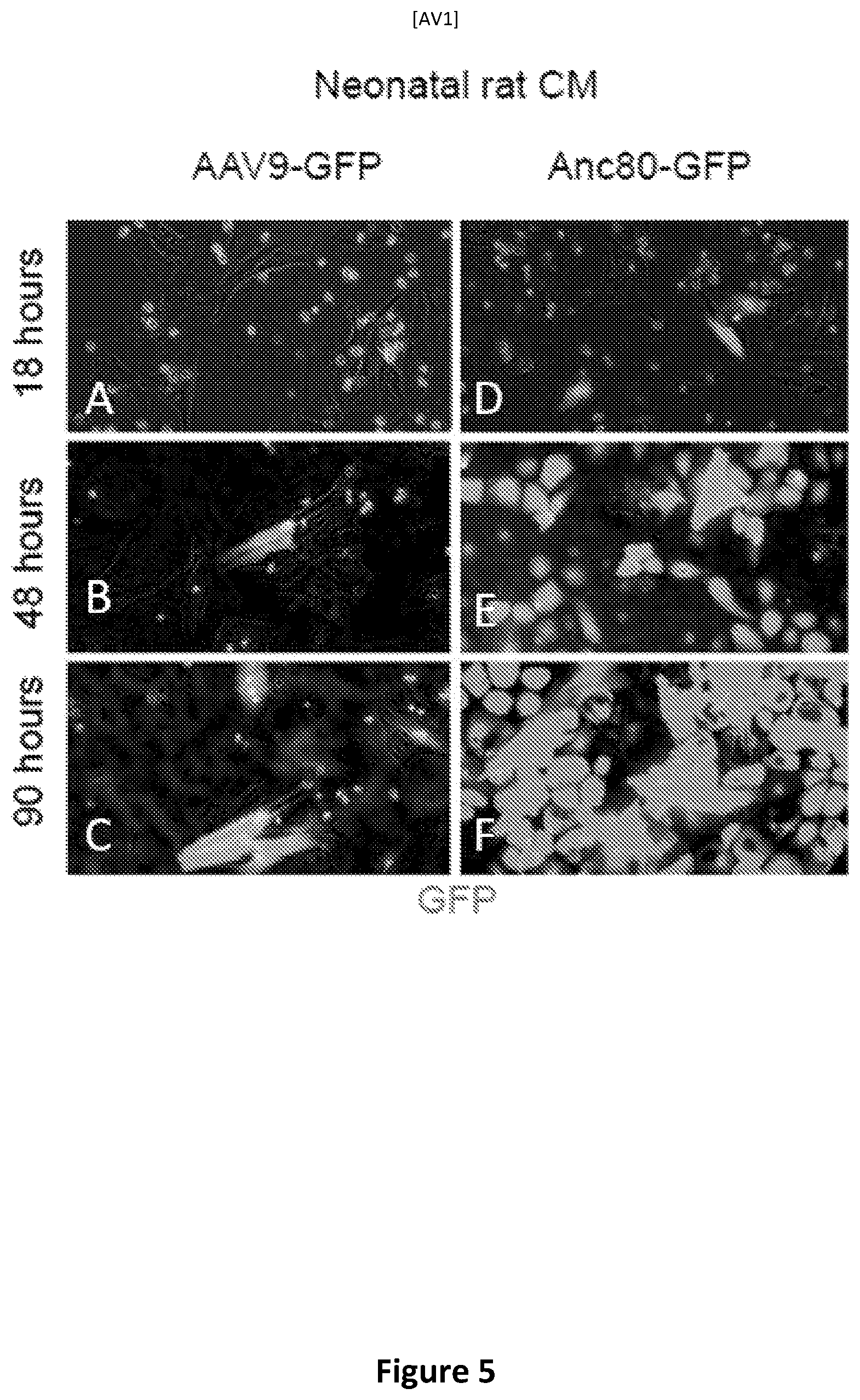 Patent US12618059 Figure 8 – Anc80 encoding sphingolipid-metabolizing proteins