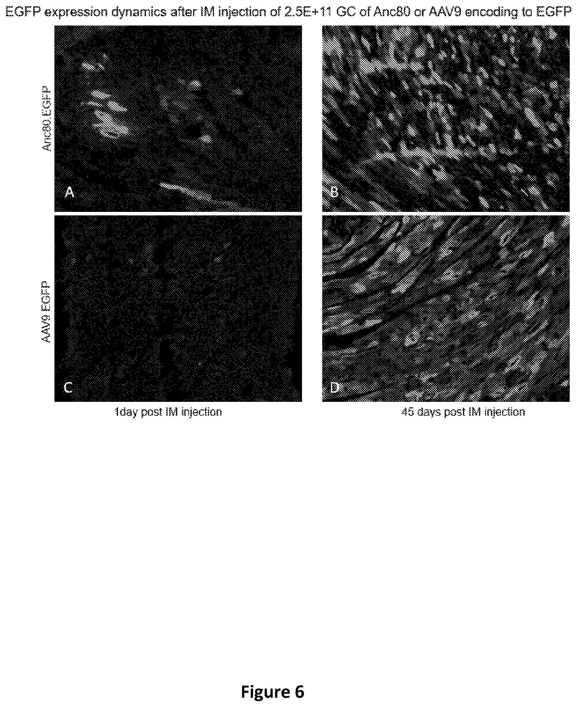 Patent US12618059 Figure 9 – Anc80 encoding sphingolipid-metabolizing proteins