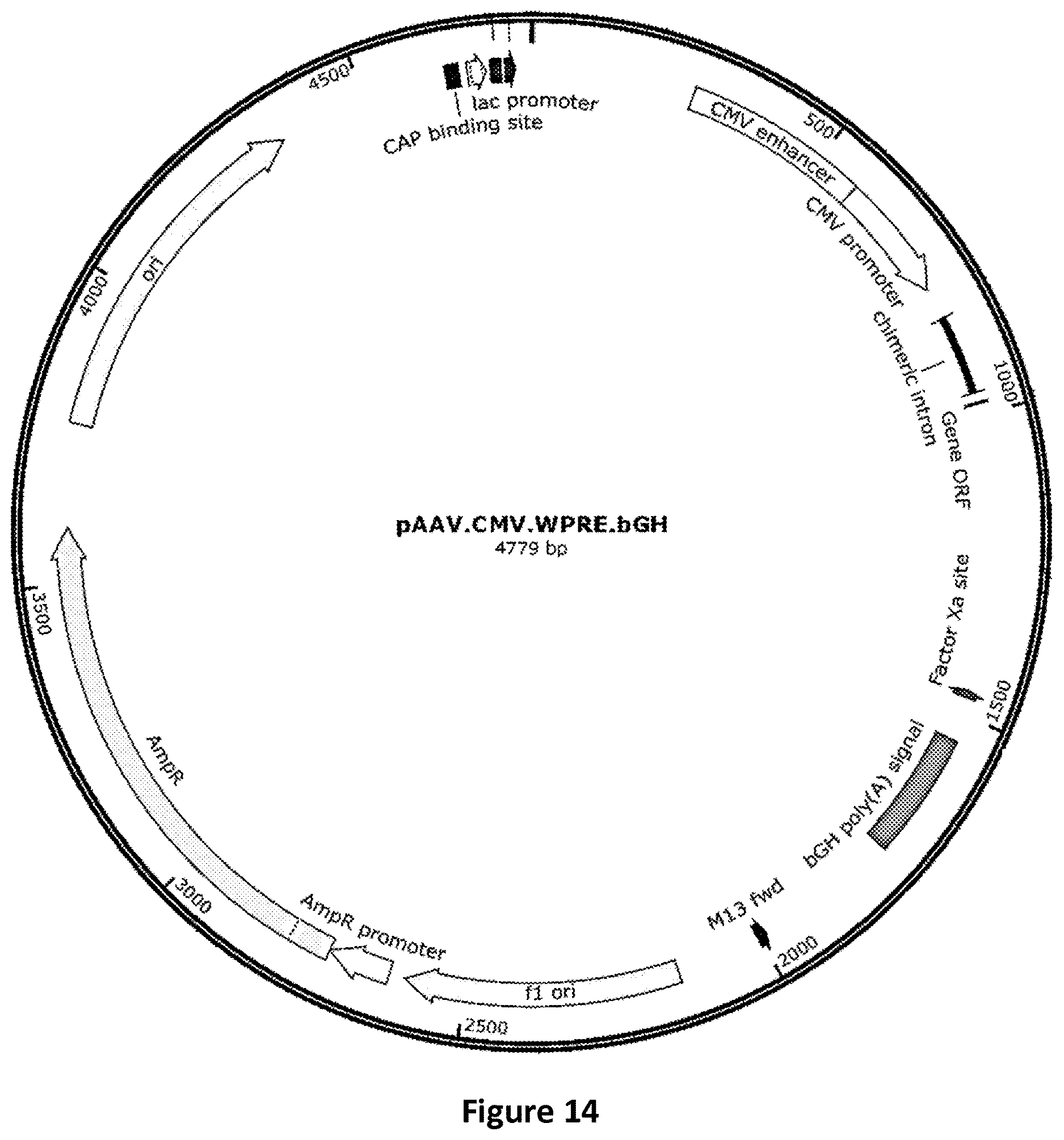 Patent US12618059 Figure 18 – Anc80 encoding sphingolipid-metabolizing proteins