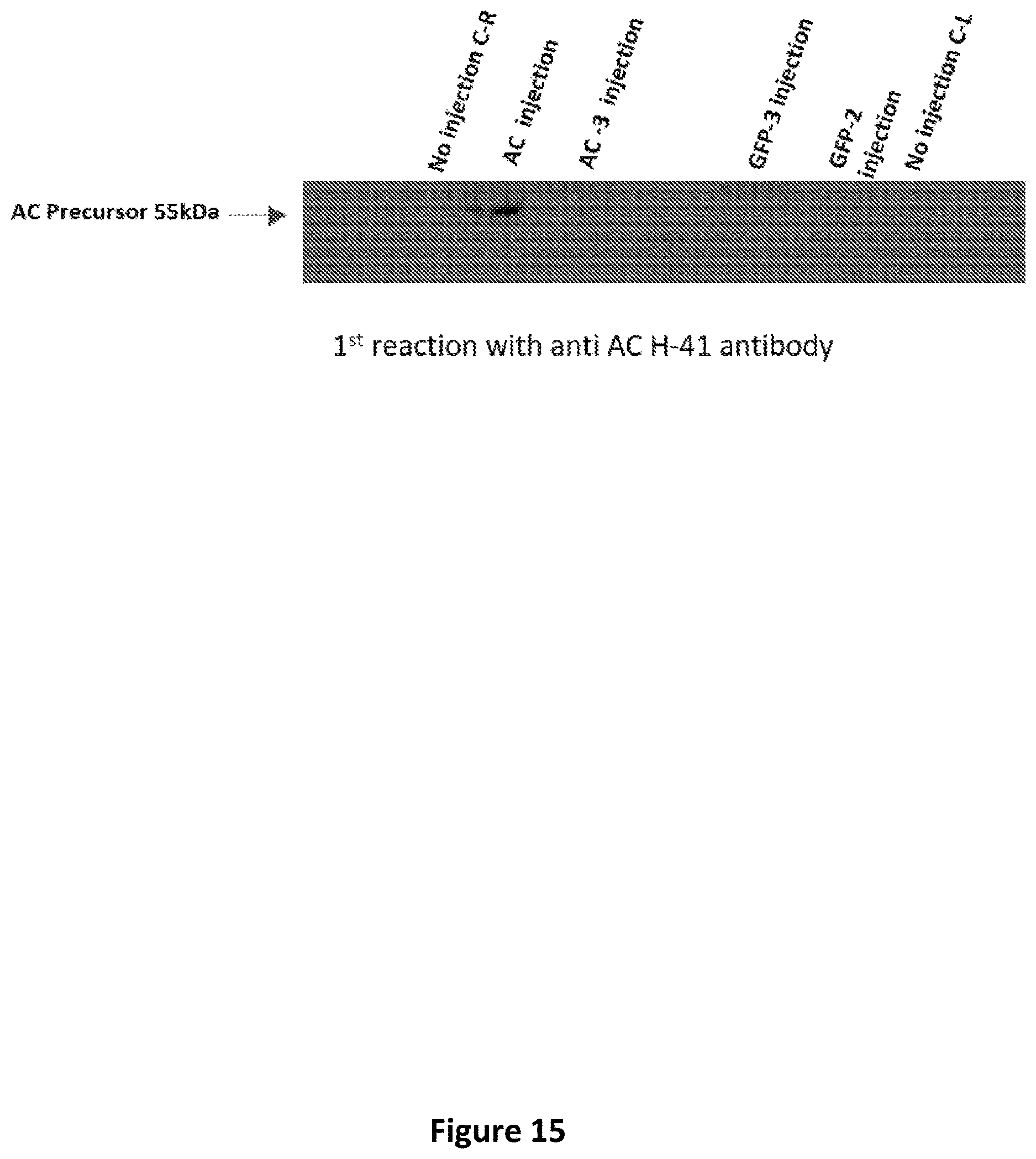 Patent US12618059 Figure 19 – Anc80 encoding sphingolipid-metabolizing proteins
