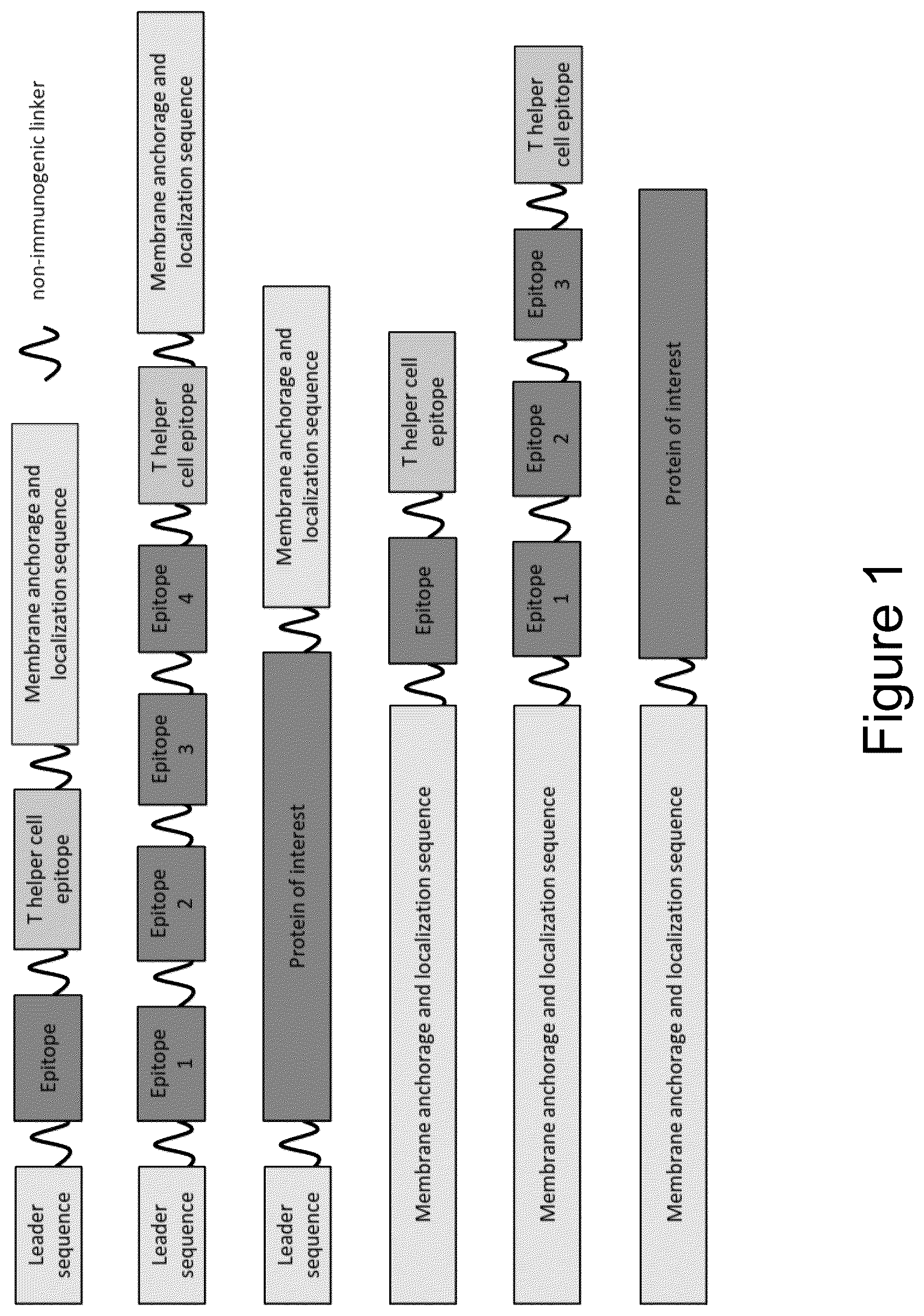 Patent US12618060 Figure 1 – Nucleic acid molecules