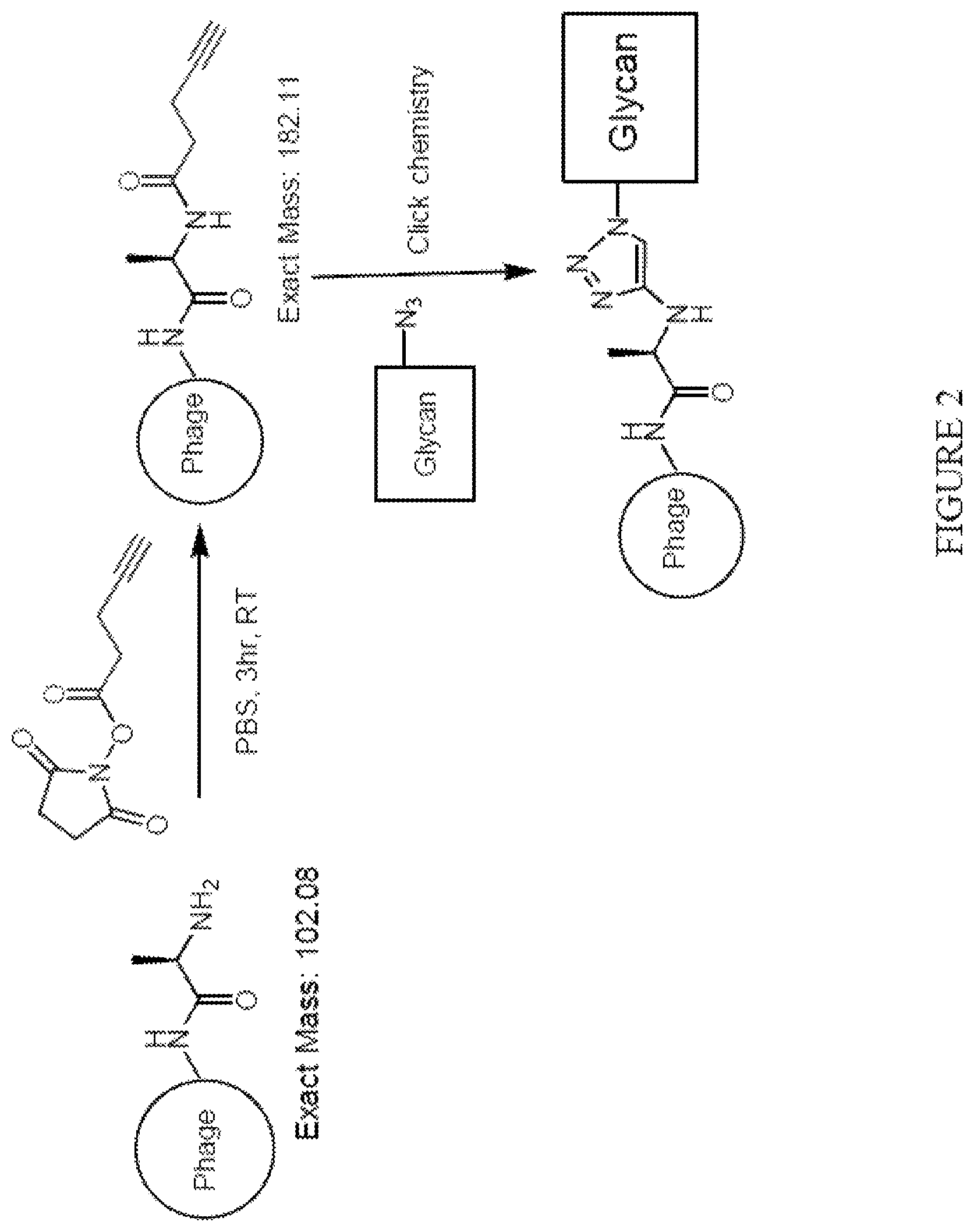 Patent US12618062 Figure 2 – Display of molecules on silently genetically encoded nanoscale carriers for determining synergistic molecular interactions