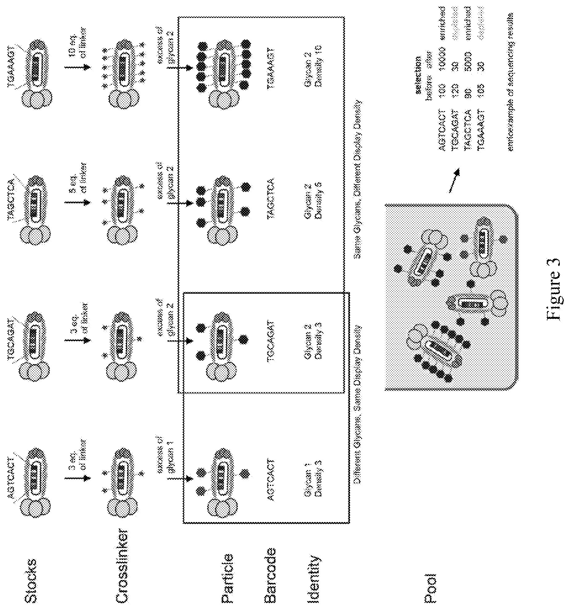 Patent US12618062 Figure 3 – Display of molecules on silently genetically encoded nanoscale carriers for determining synergistic molecular interactions