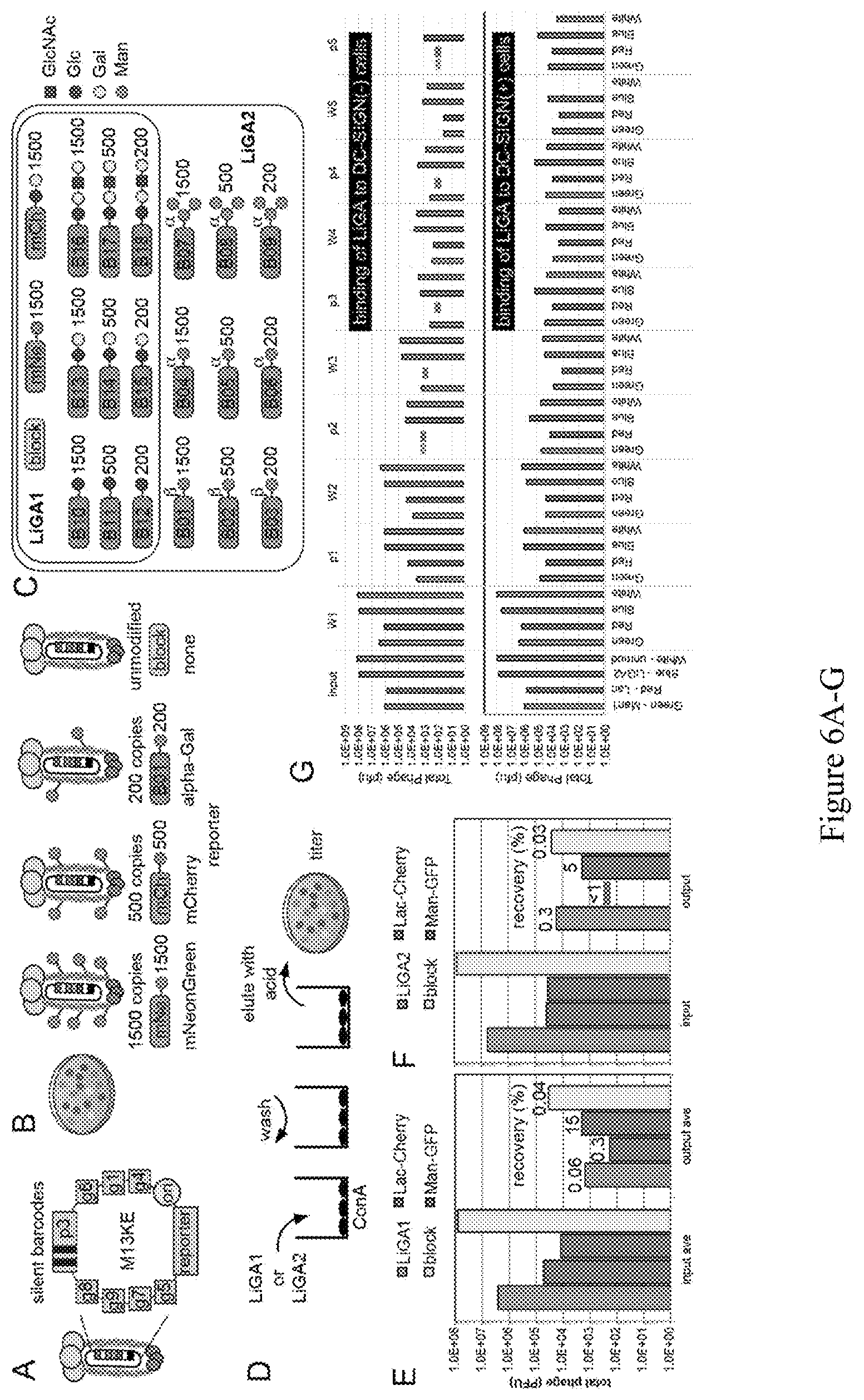 Patent US12618062 Figure 6 – Display of molecules on silently genetically encoded nanoscale carriers for determining synergistic molecular interactions