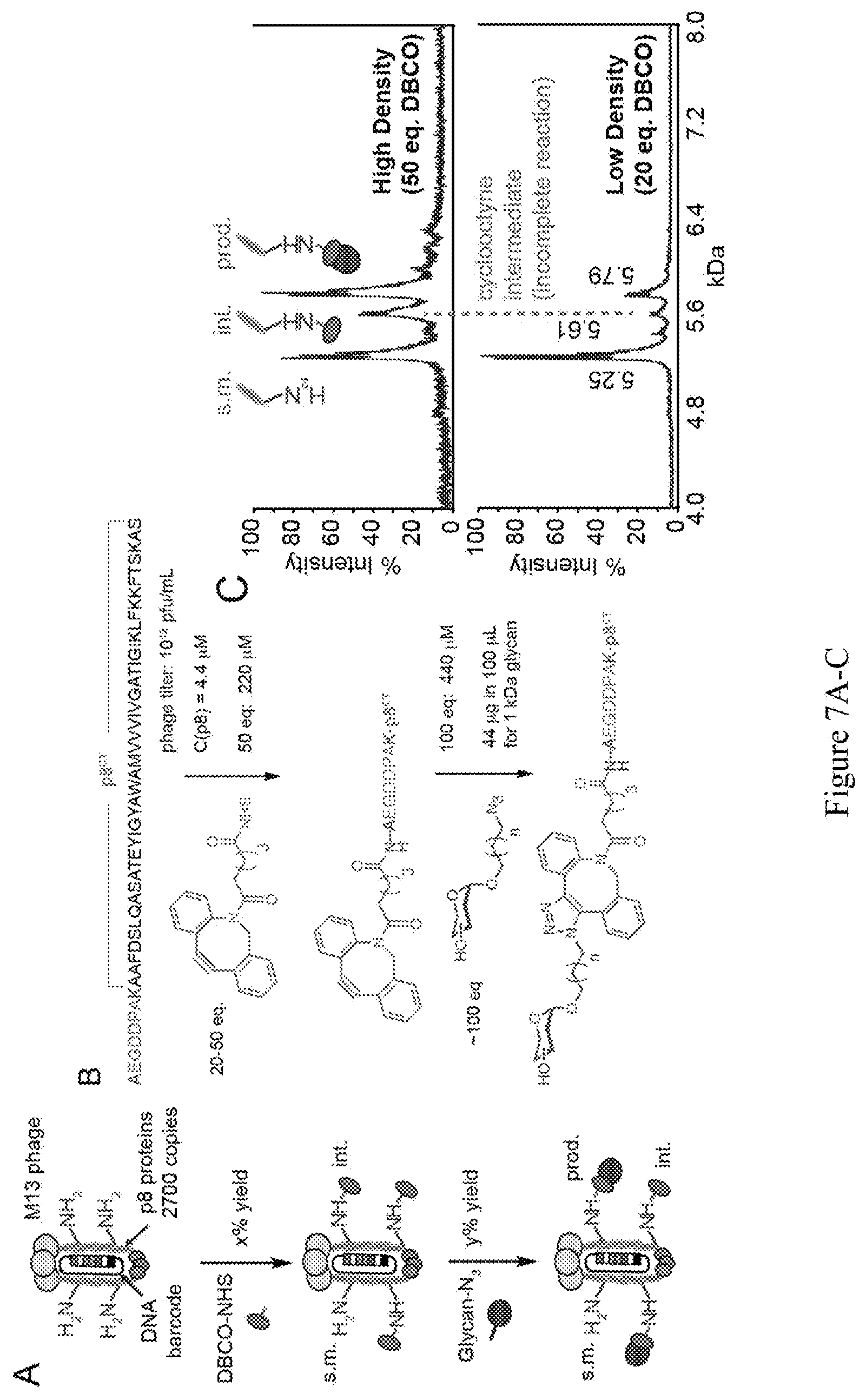 Patent US12618062 Figure 8 – Display of molecules on silently genetically encoded nanoscale carriers for determining synergistic molecular interactions