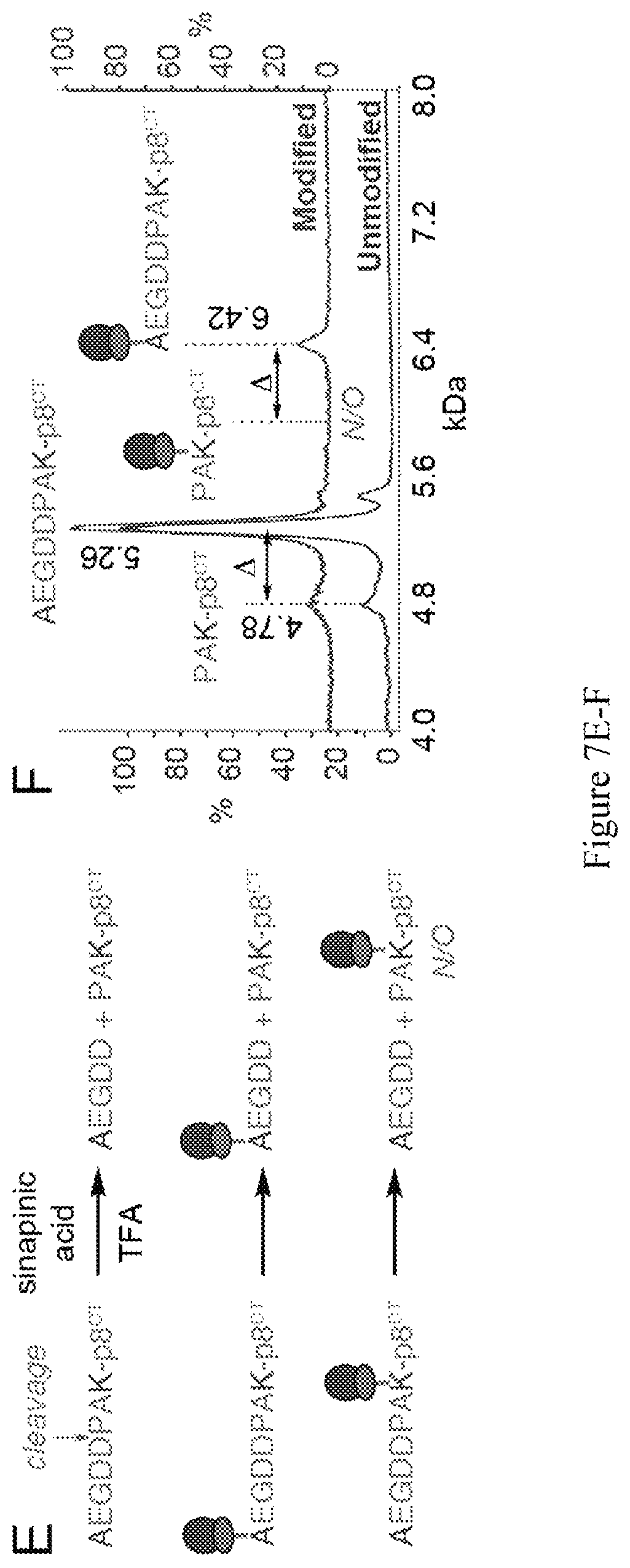 Patent US12618062 Figure 11 – Display of molecules on silently genetically encoded nanoscale carriers for determining synergistic molecular interactions