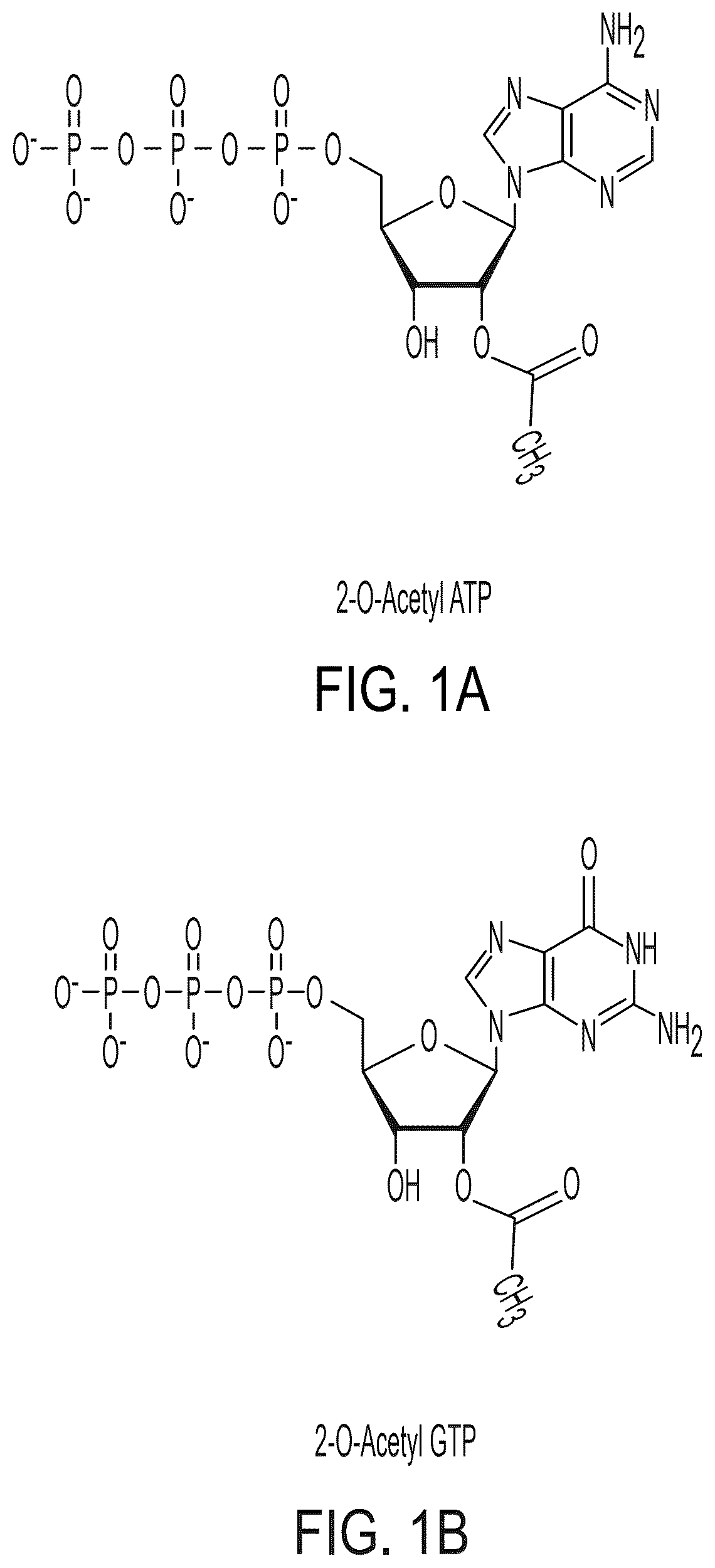 Patent US12618064 Figure 1 – Acetylated ribonucleic acids and uses thereof