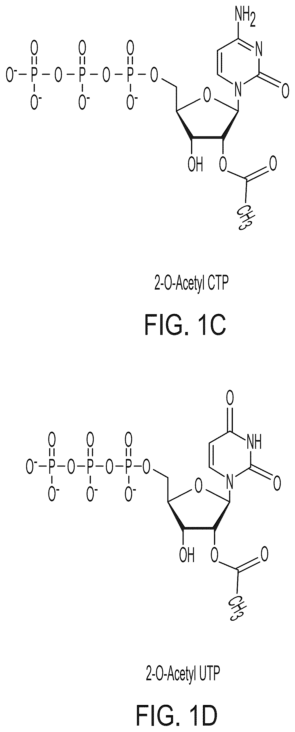 Patent US12618064 Figure 2 – Acetylated ribonucleic acids and uses thereof