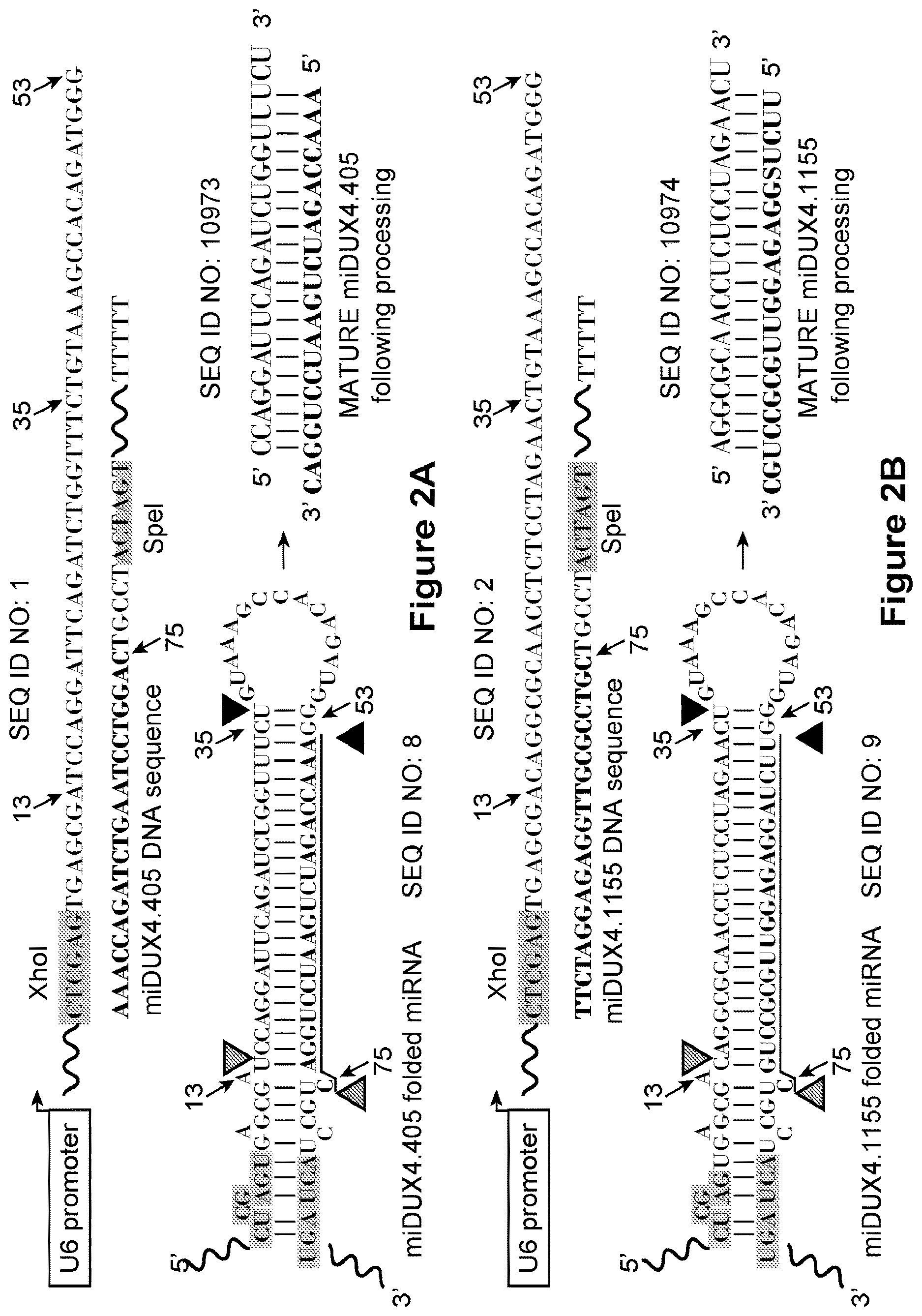 Patent US12618065 Figure 2 – MiRNA detargeting system for tissue specific interference
