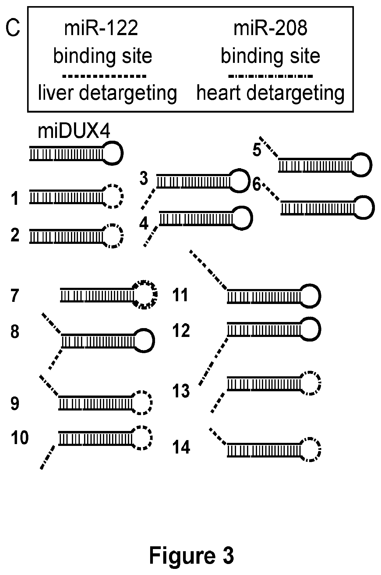 Patent US12618065 Figure 3 – MiRNA detargeting system for tissue specific interference