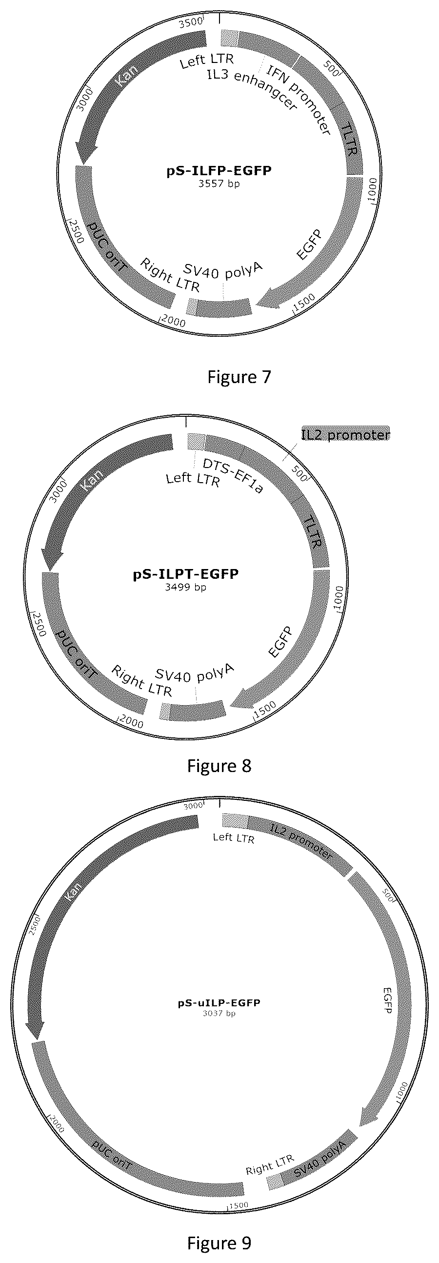 Patent US12618066 Figure 3 – Promoter having high activity in activated T-cell