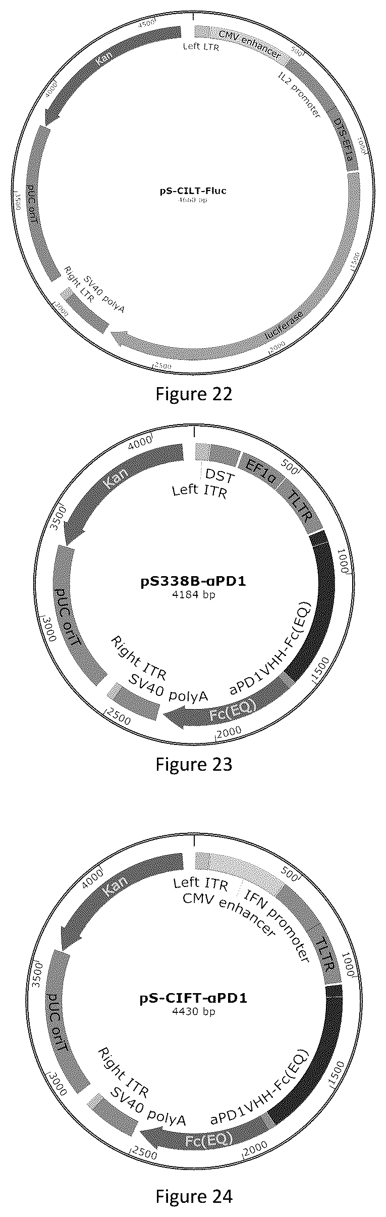Patent US12618066 Figure 8 – Promoter having high activity in activated T-cell