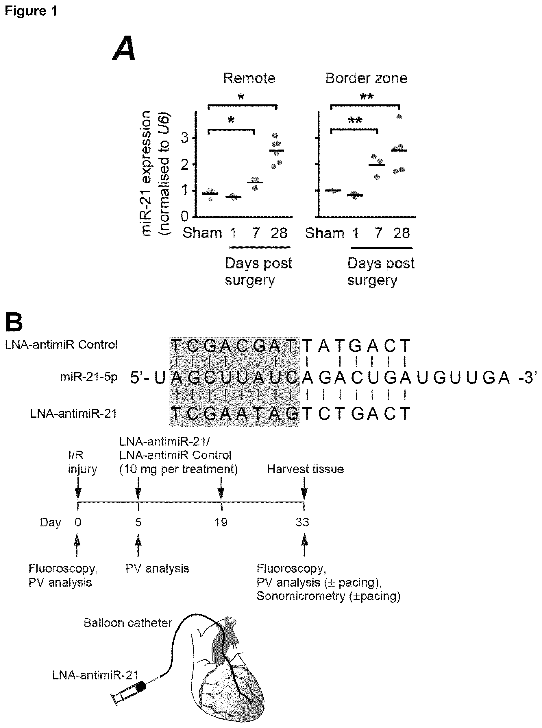 Patent US12618067 Figure 1 – Targeted delivery of an inhibitor of miR-21 to macrophages for the treatment of pulmonary fibrosis