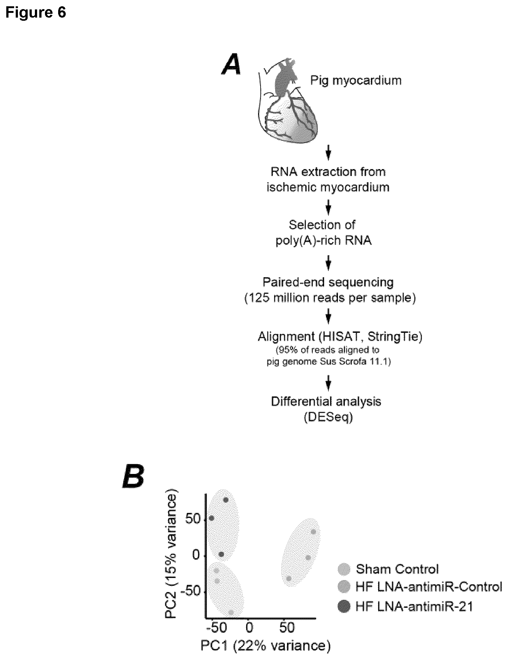 Patent US12618067 Figure 11 – Targeted delivery of an inhibitor of miR-21 to macrophages for the treatment of pulmonary fibrosis