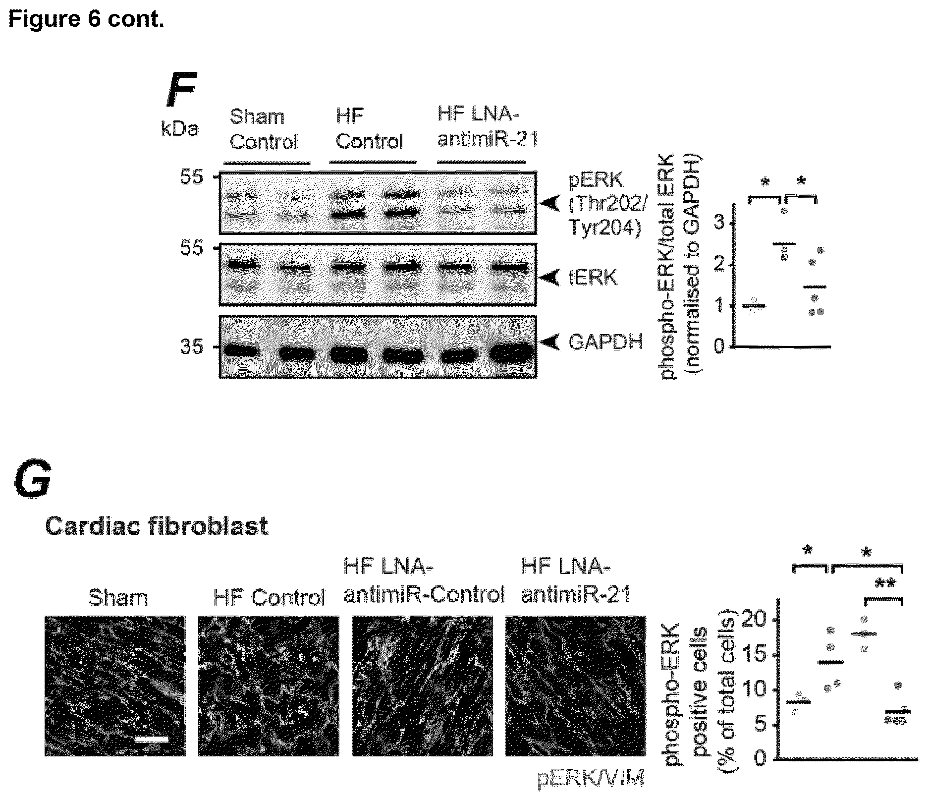 Patent US12618067 Figure 16 – Targeted delivery of an inhibitor of miR-21 to macrophages for the treatment of pulmonary fibrosis