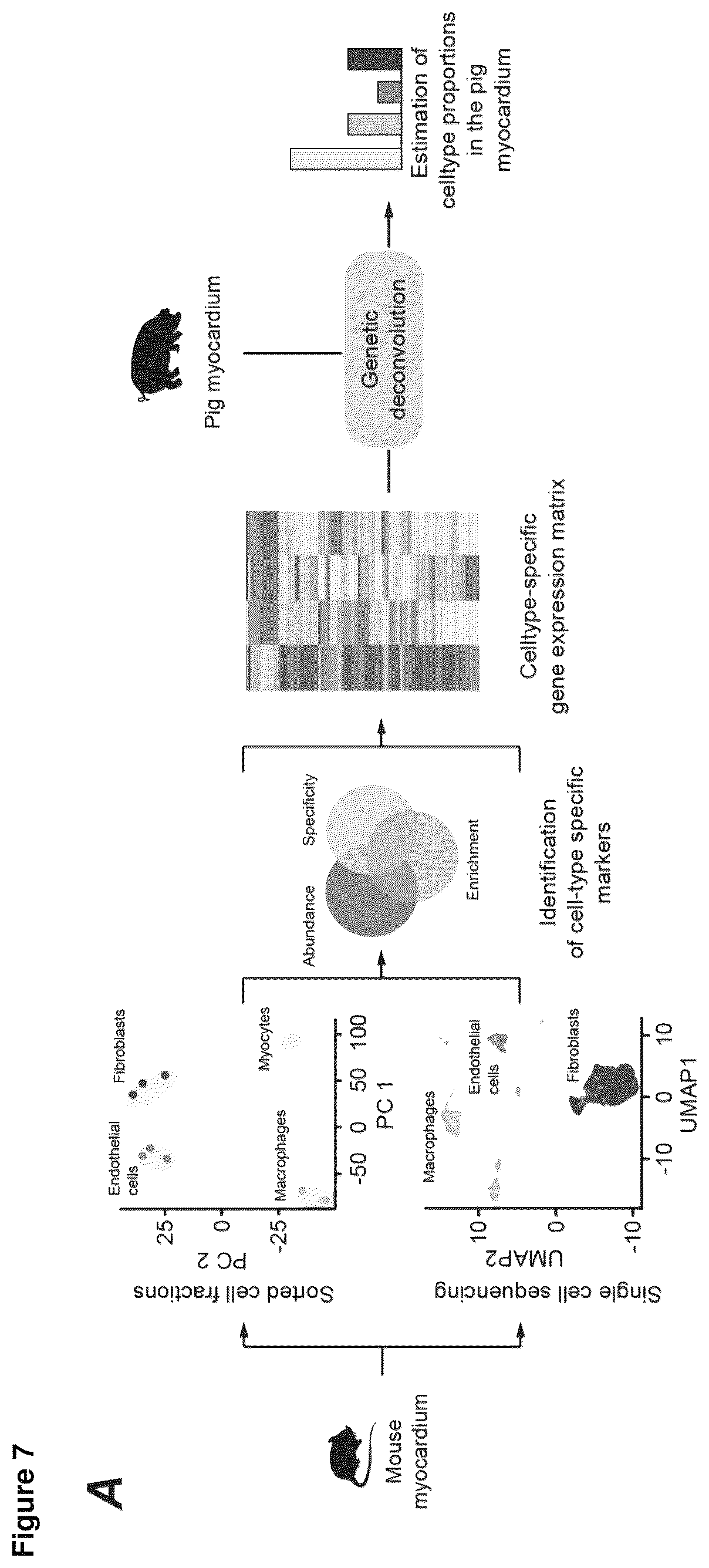 Patent US12618067 Figure 17 – Targeted delivery of an inhibitor of miR-21 to macrophages for the treatment of pulmonary fibrosis