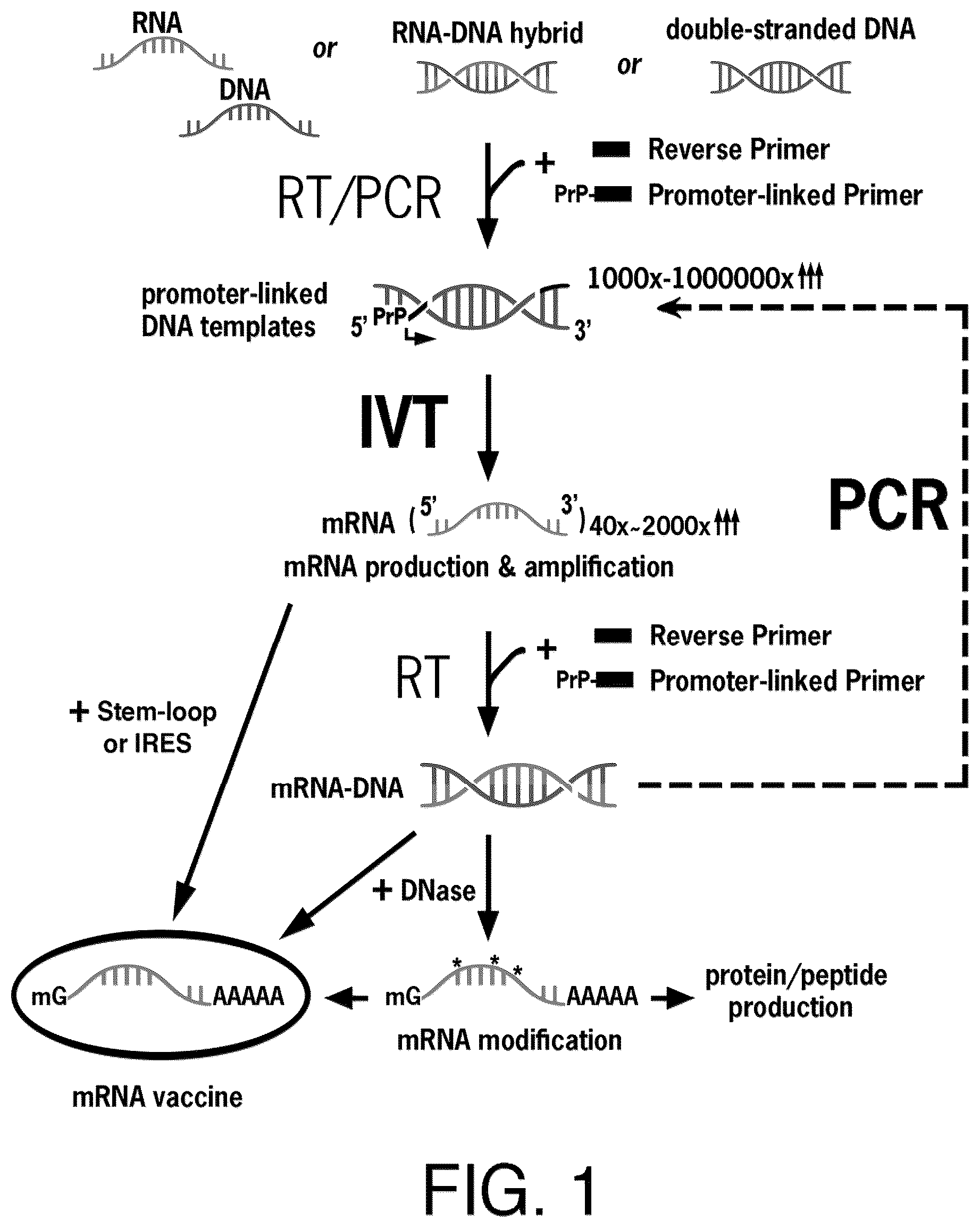 Patent US12618068 Figure 1 – Replicase cycling reaction (RCR) and the related SamRNA designs thereof