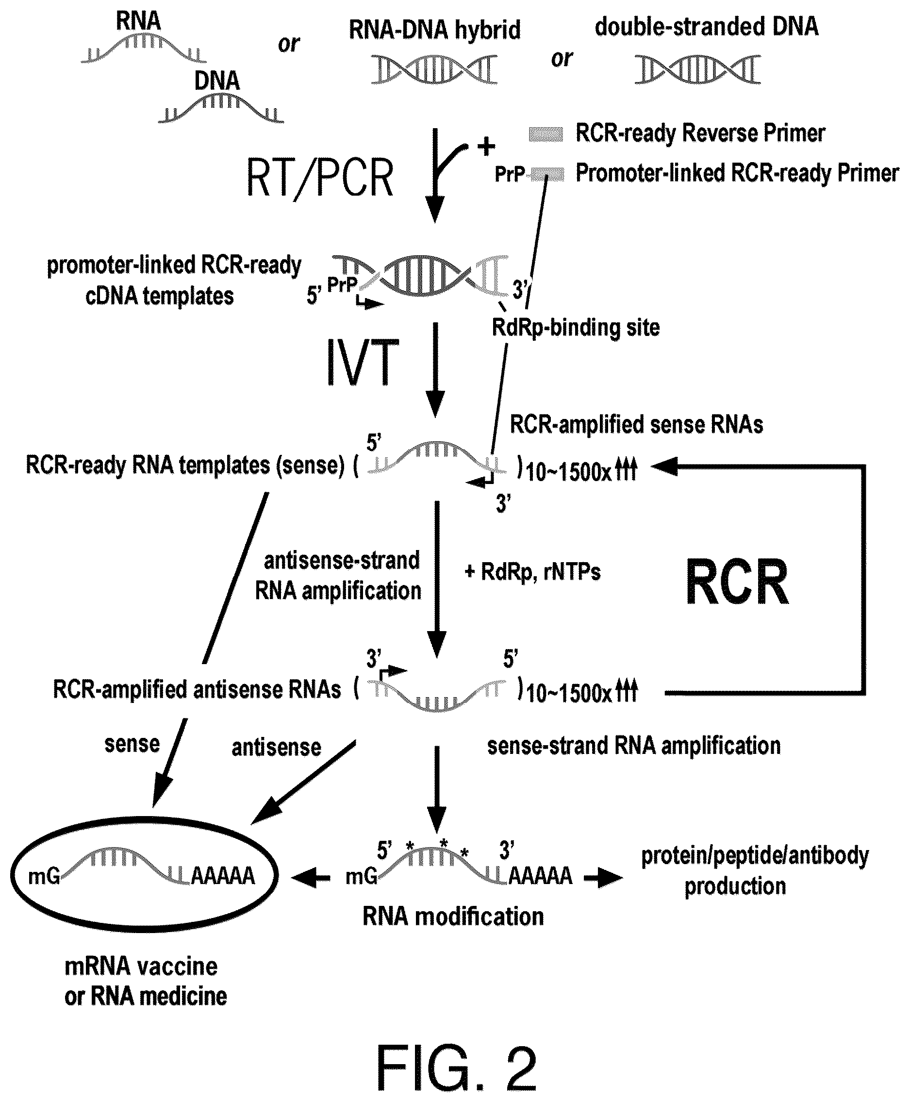 Patent US12618068 Figure 2 – Replicase cycling reaction (RCR) and the related SamRNA designs thereof