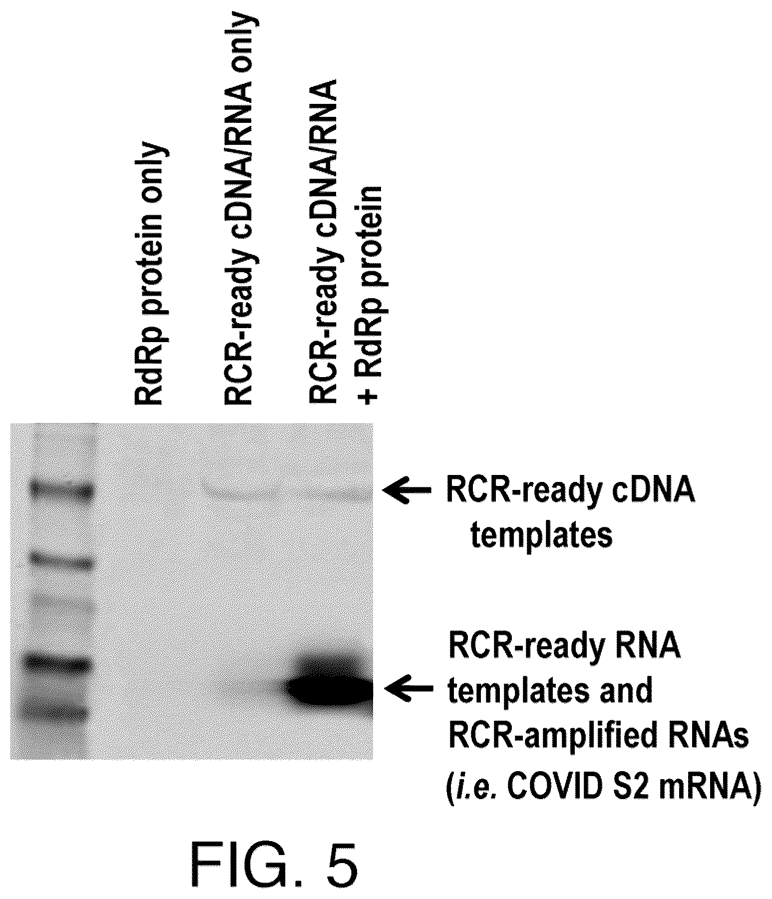 Patent US12618068 Figure 5 – Replicase cycling reaction (RCR) and the related SamRNA designs thereof