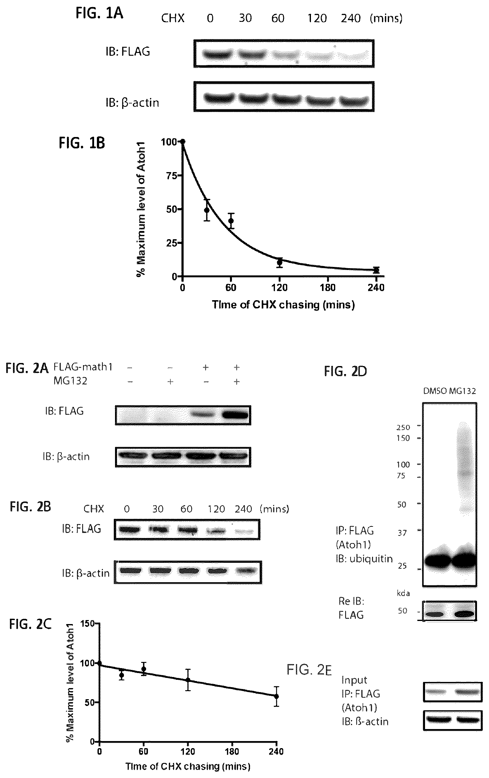 Patent US12618070 Figure 1 – Increasing Atoh1 life to drive sensorineural hair cell differentiation