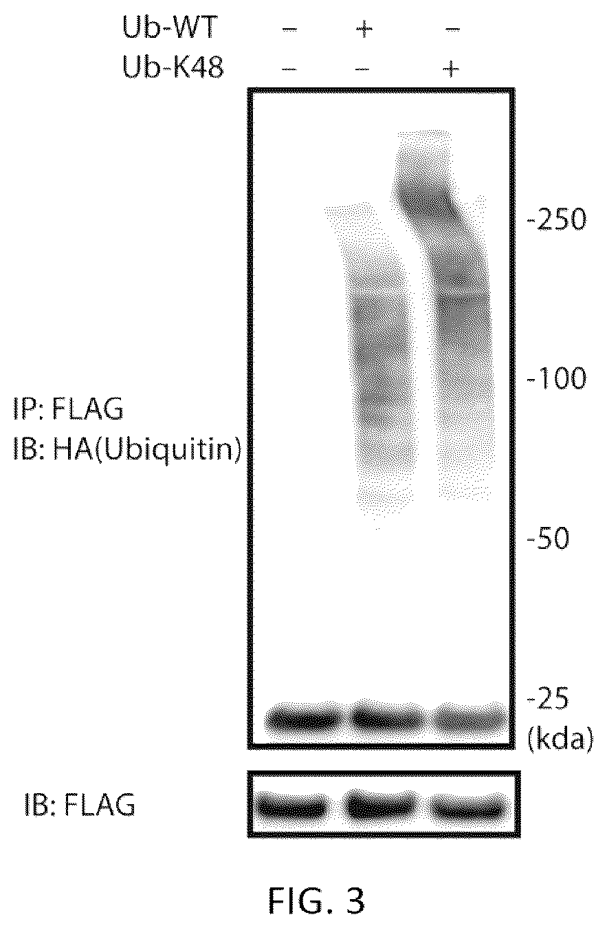 Patent US12618070 Figure 2 – Increasing Atoh1 life to drive sensorineural hair cell differentiation