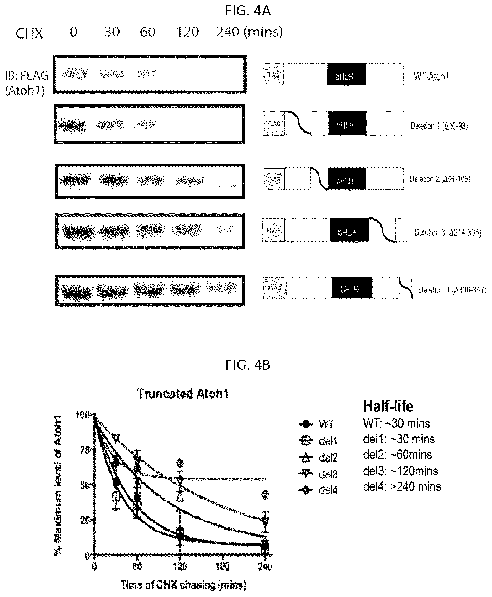 Patent US12618070 Figure 3 – Increasing Atoh1 life to drive sensorineural hair cell differentiation