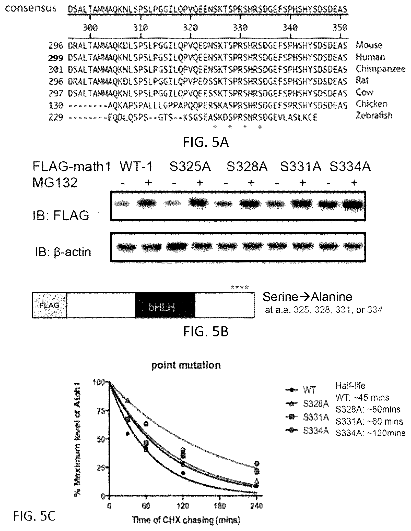 Patent US12618070 Figure 4 – Increasing Atoh1 life to drive sensorineural hair cell differentiation