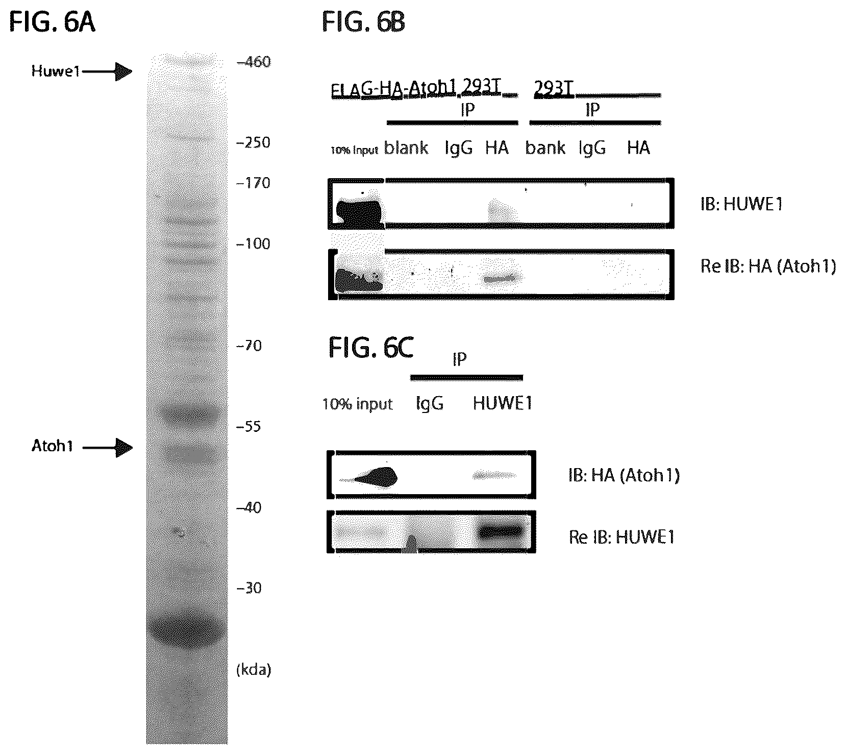 Patent US12618070 Figure 5 – Increasing Atoh1 life to drive sensorineural hair cell differentiation