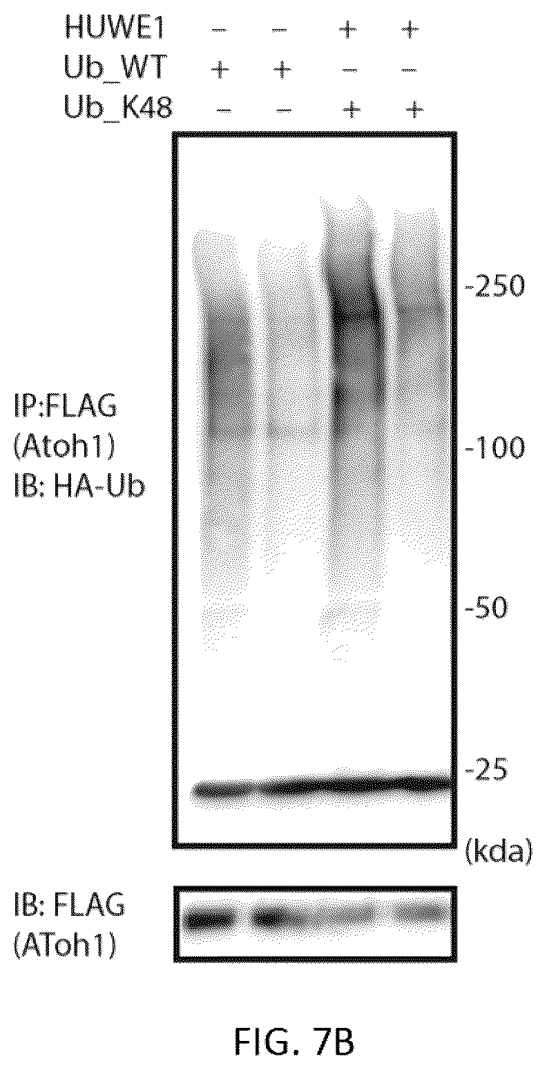 Patent US12618070 Figure 7 – Increasing Atoh1 life to drive sensorineural hair cell differentiation