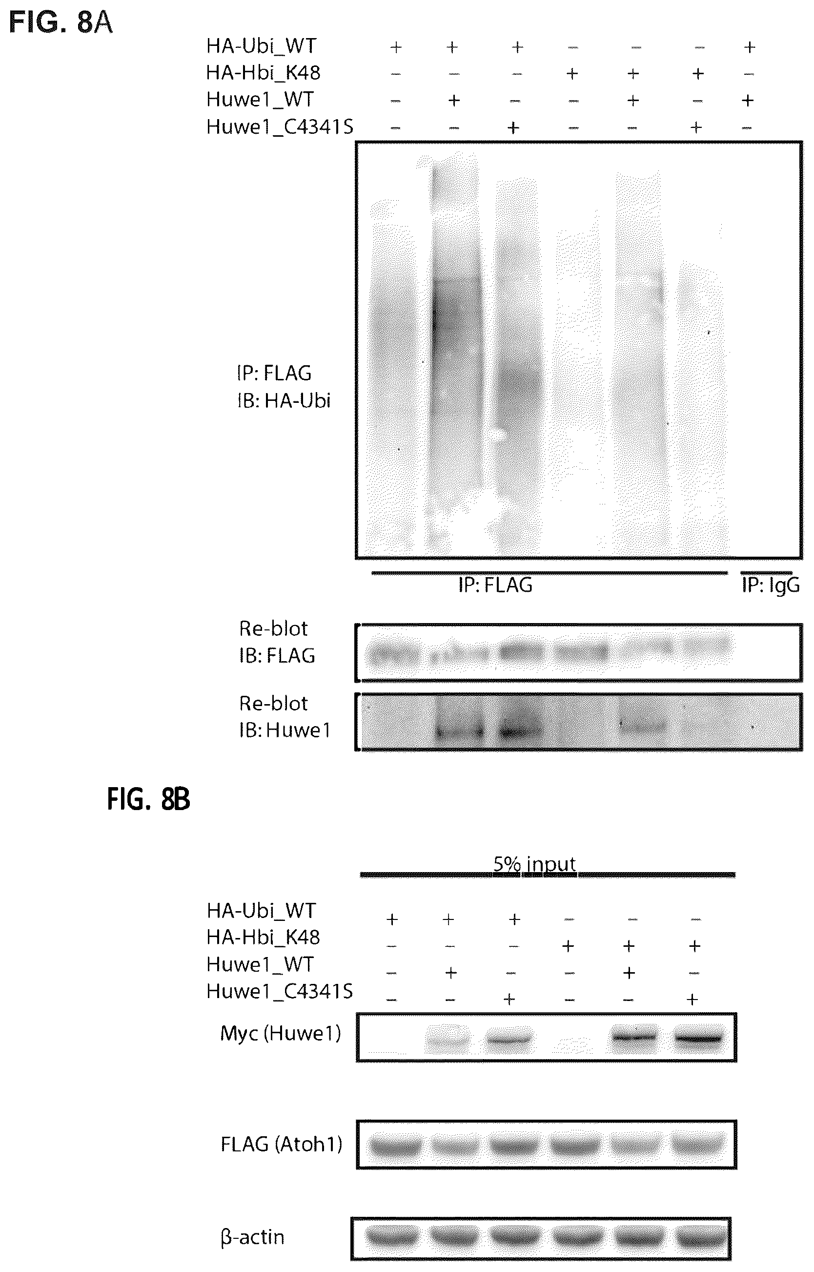 Patent US12618070 Figure 8 – Increasing Atoh1 life to drive sensorineural hair cell differentiation