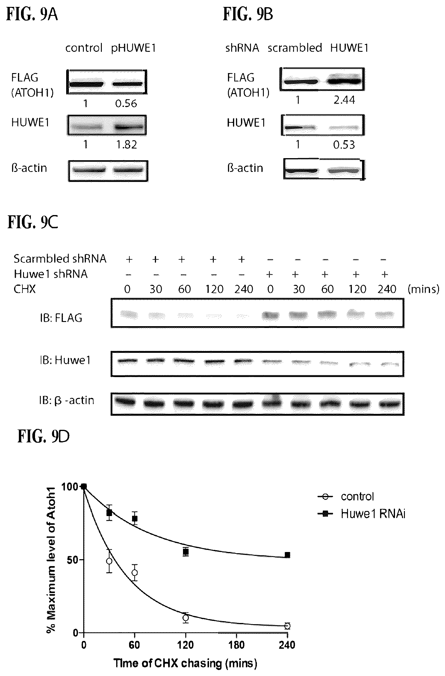 Patent US12618070 Figure 9 – Increasing Atoh1 life to drive sensorineural hair cell differentiation