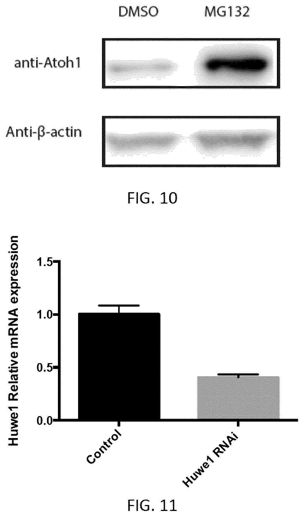 Patent US12618070 Figure 10 – Increasing Atoh1 life to drive sensorineural hair cell differentiation