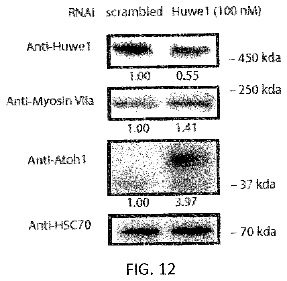 Patent US12618070 Figure 11 – Increasing Atoh1 life to drive sensorineural hair cell differentiation