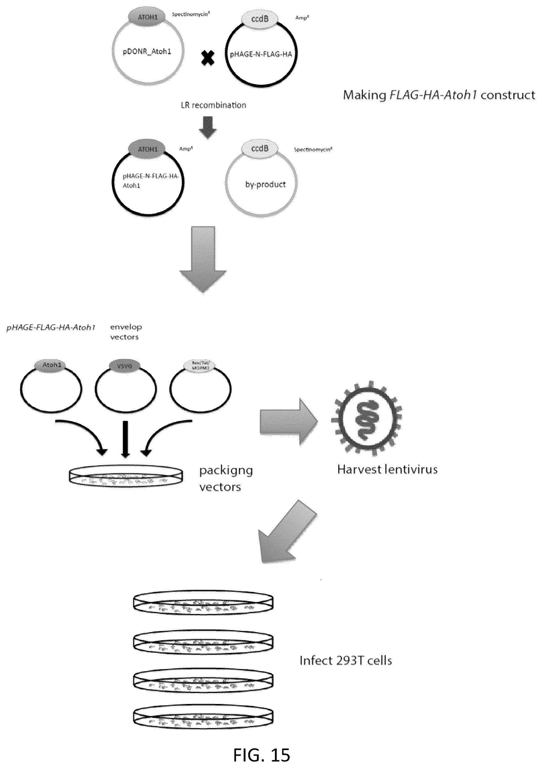 Patent US12618070 Figure 14 – Increasing Atoh1 life to drive sensorineural hair cell differentiation
