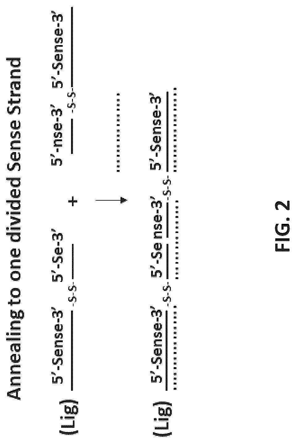 Patent US12618071 Figure 2 – Multimeric oligonucleotides with divided strands