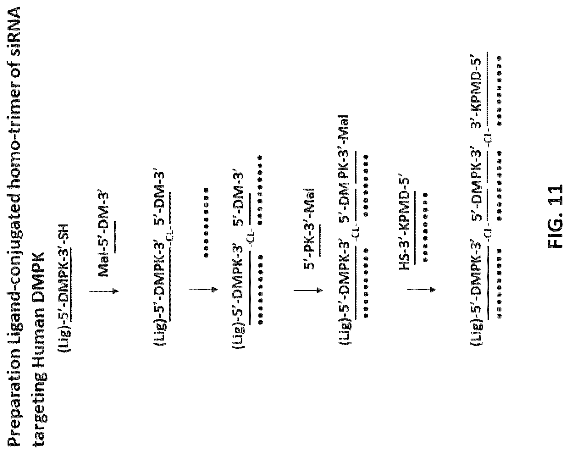 Patent US12618071 Figure 11 – Multimeric oligonucleotides with divided strands