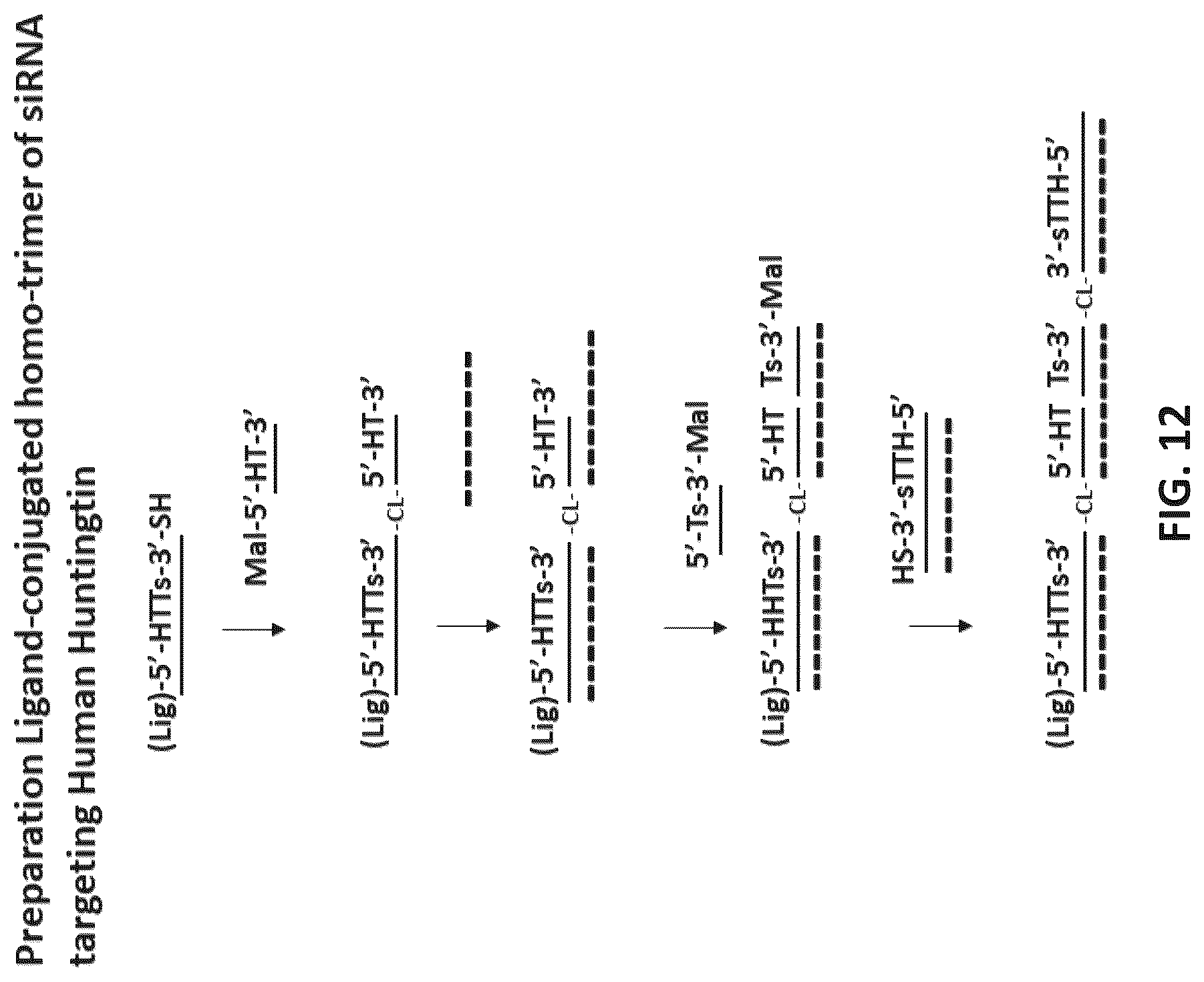 Patent US12618071 Figure 12 – Multimeric oligonucleotides with divided strands