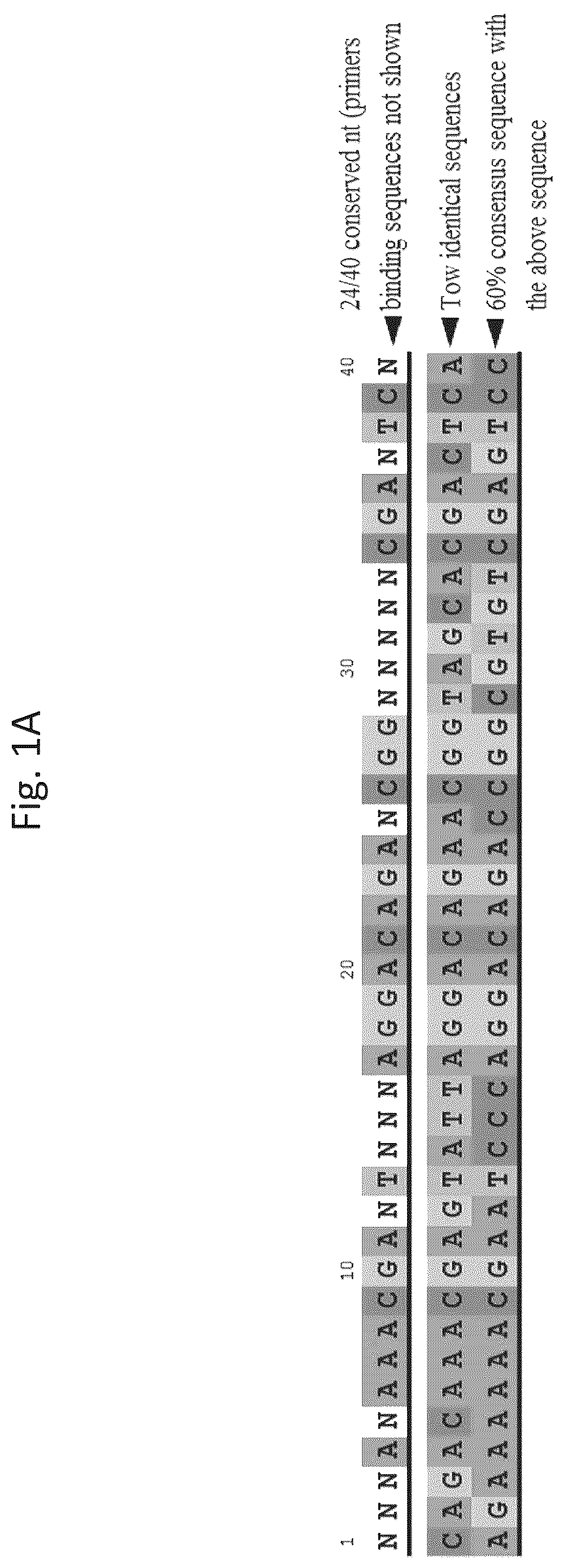 Patent US12618074 — CD40 specific DNA aptamers as vaccine adjuvants — Figure 1