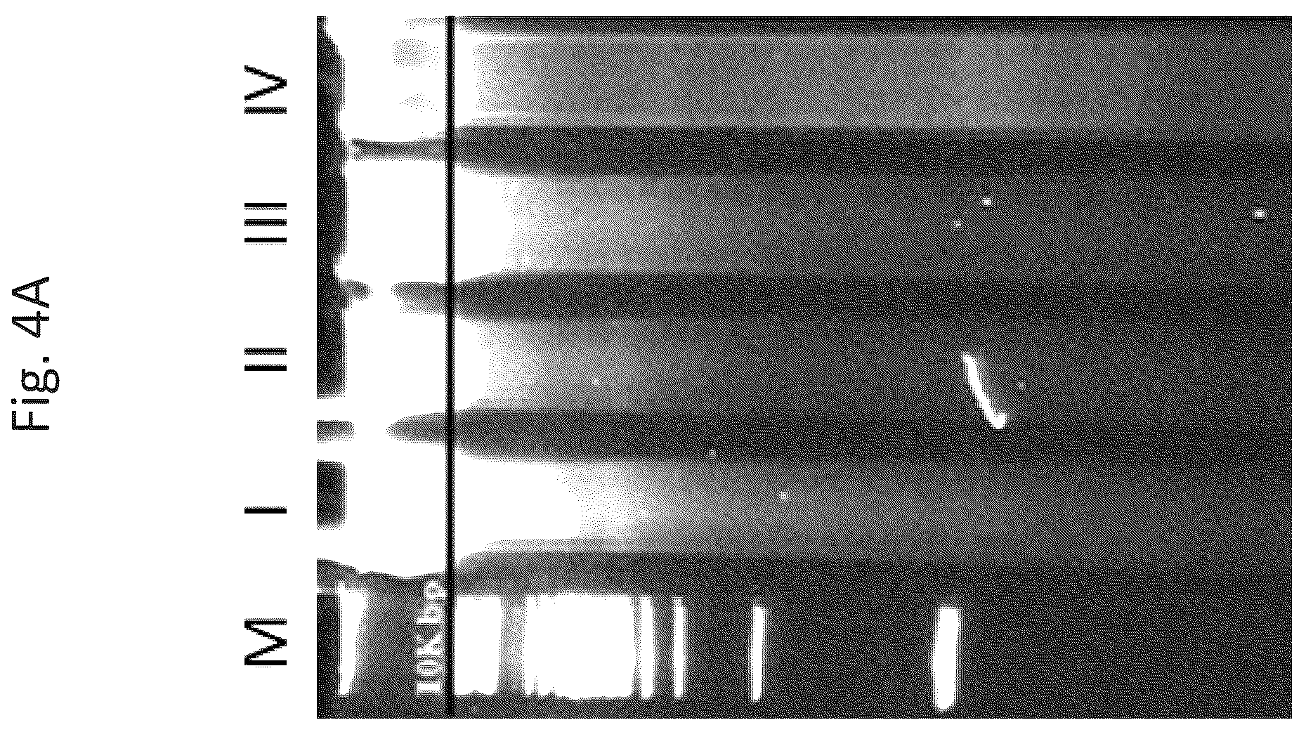 Patent US12618074 Figure 6 – CD40 specific DNA aptamers as vaccine adjuvants