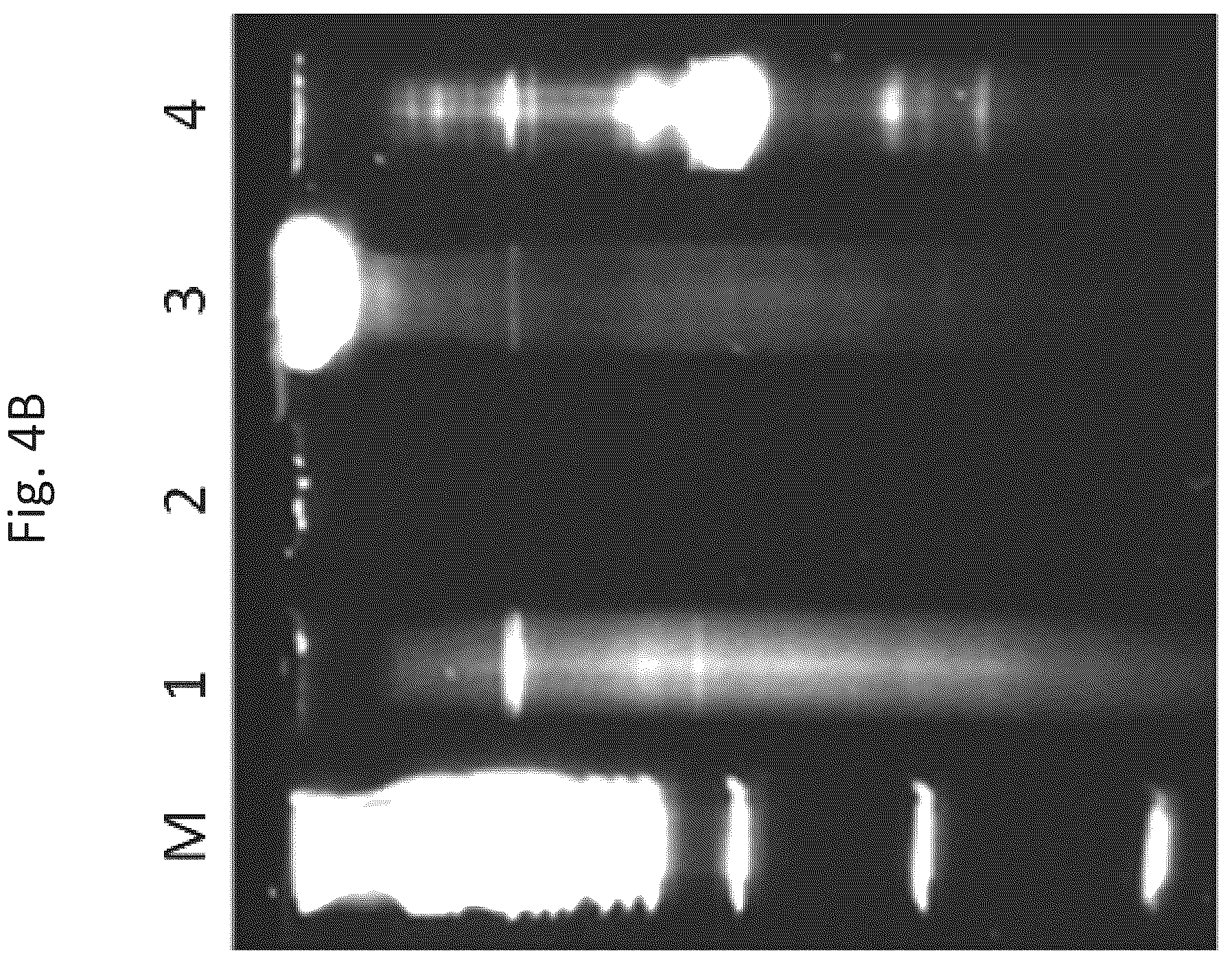 Patent US12618074 Figure 7 – CD40 specific DNA aptamers as vaccine adjuvants