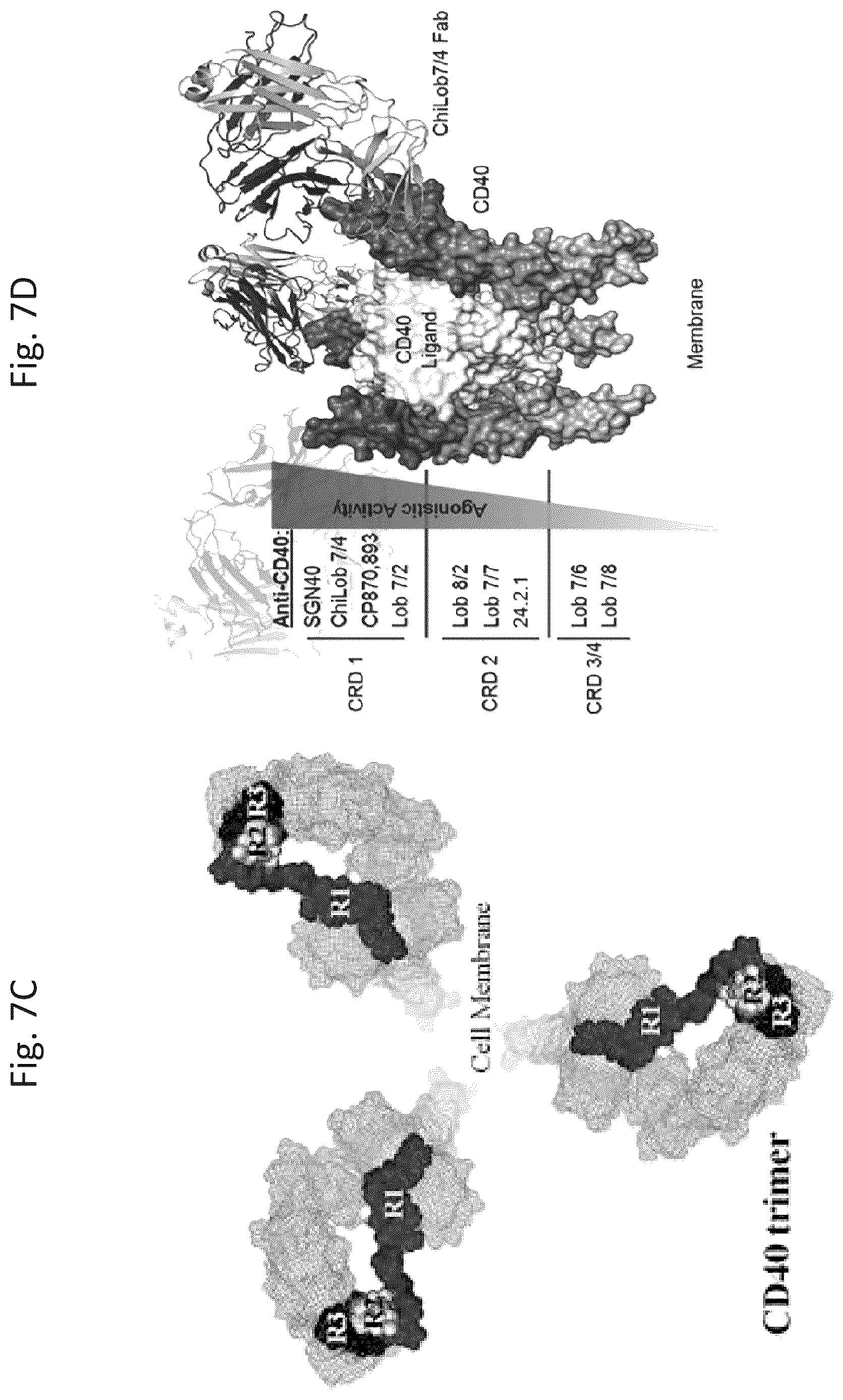 Patent US12618074 Figure 17 – CD40 specific DNA aptamers as vaccine adjuvants