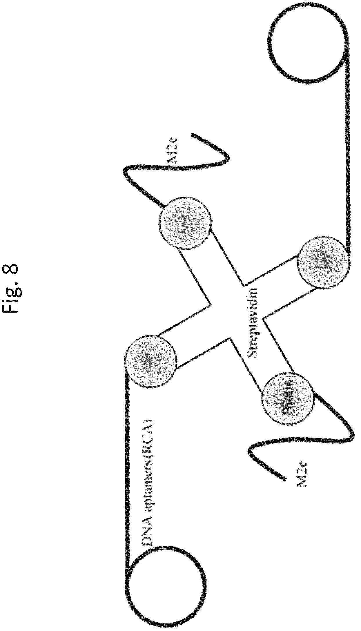 Patent US12618074 Figure 18 – CD40 specific DNA aptamers as vaccine adjuvants