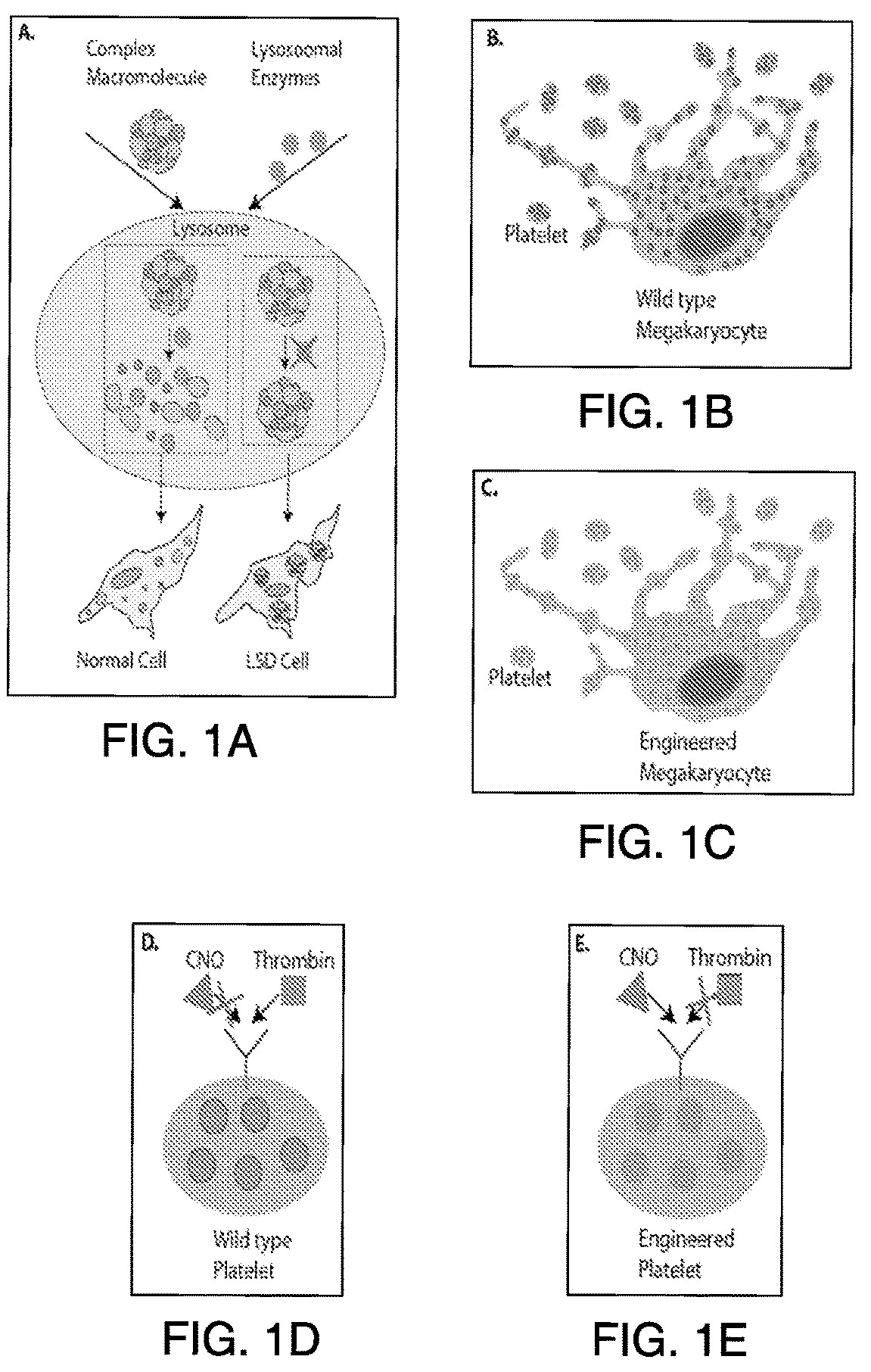 Patent US12618076 — Methods of engineering platelets for targeting circulating tumor cells — Figure 1