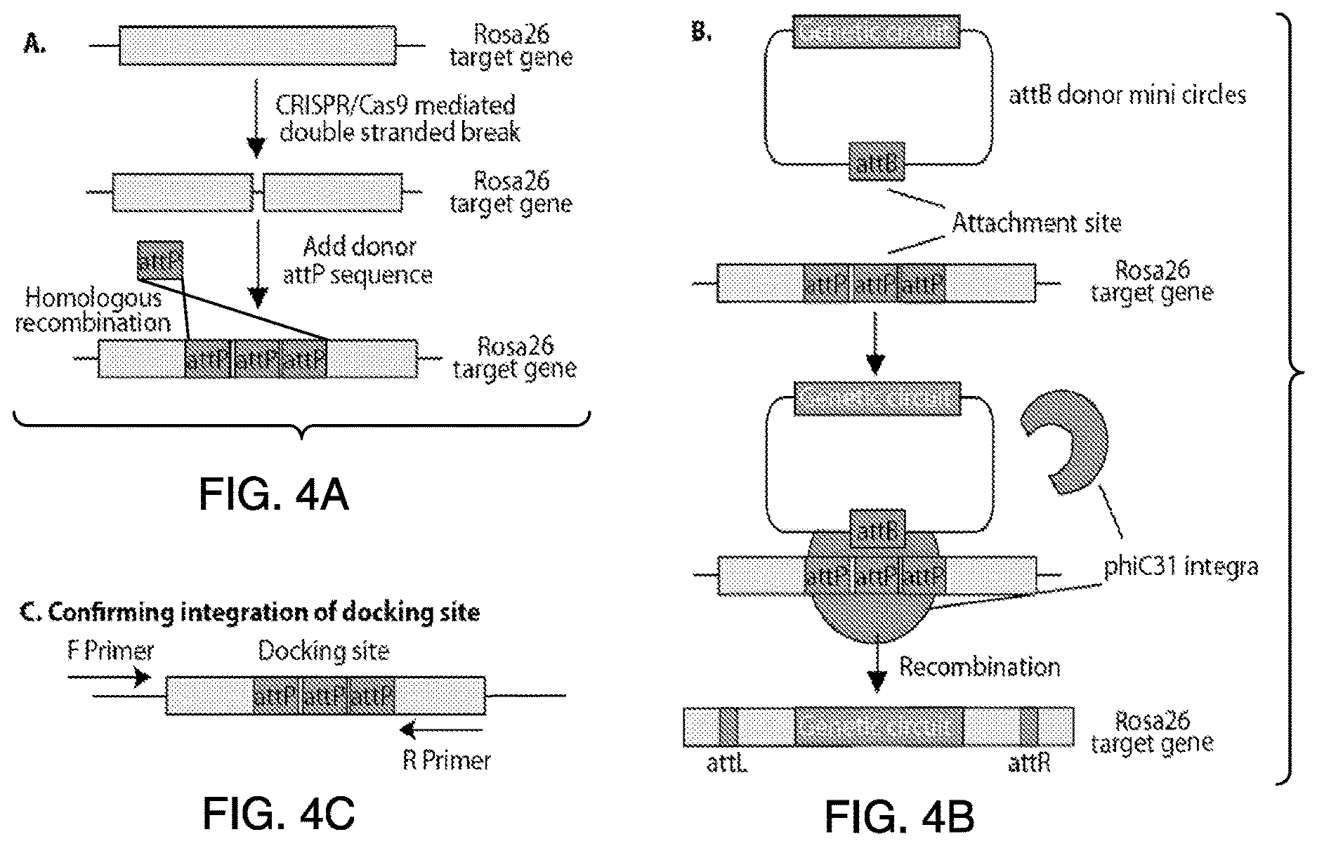 Patent US12618076 Figure 5 – Methods of engineering platelets for targeting circulating tumor cells