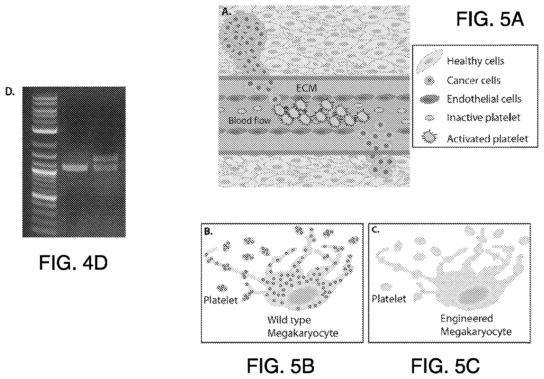 Patent US12618076 Figure 6 – Methods of engineering platelets for targeting circulating tumor cells