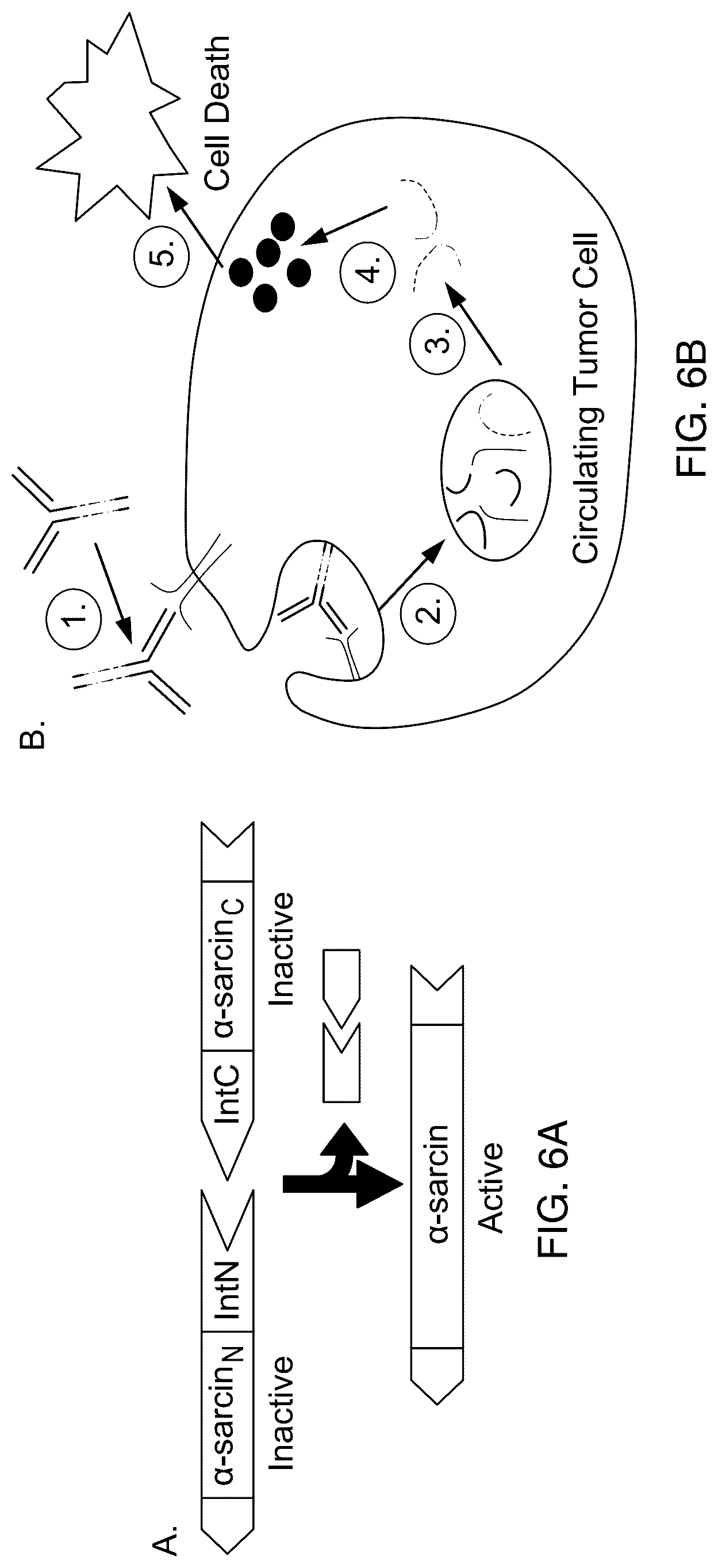 Patent US12618076 Figure 7 – Methods of engineering platelets for targeting circulating tumor cells