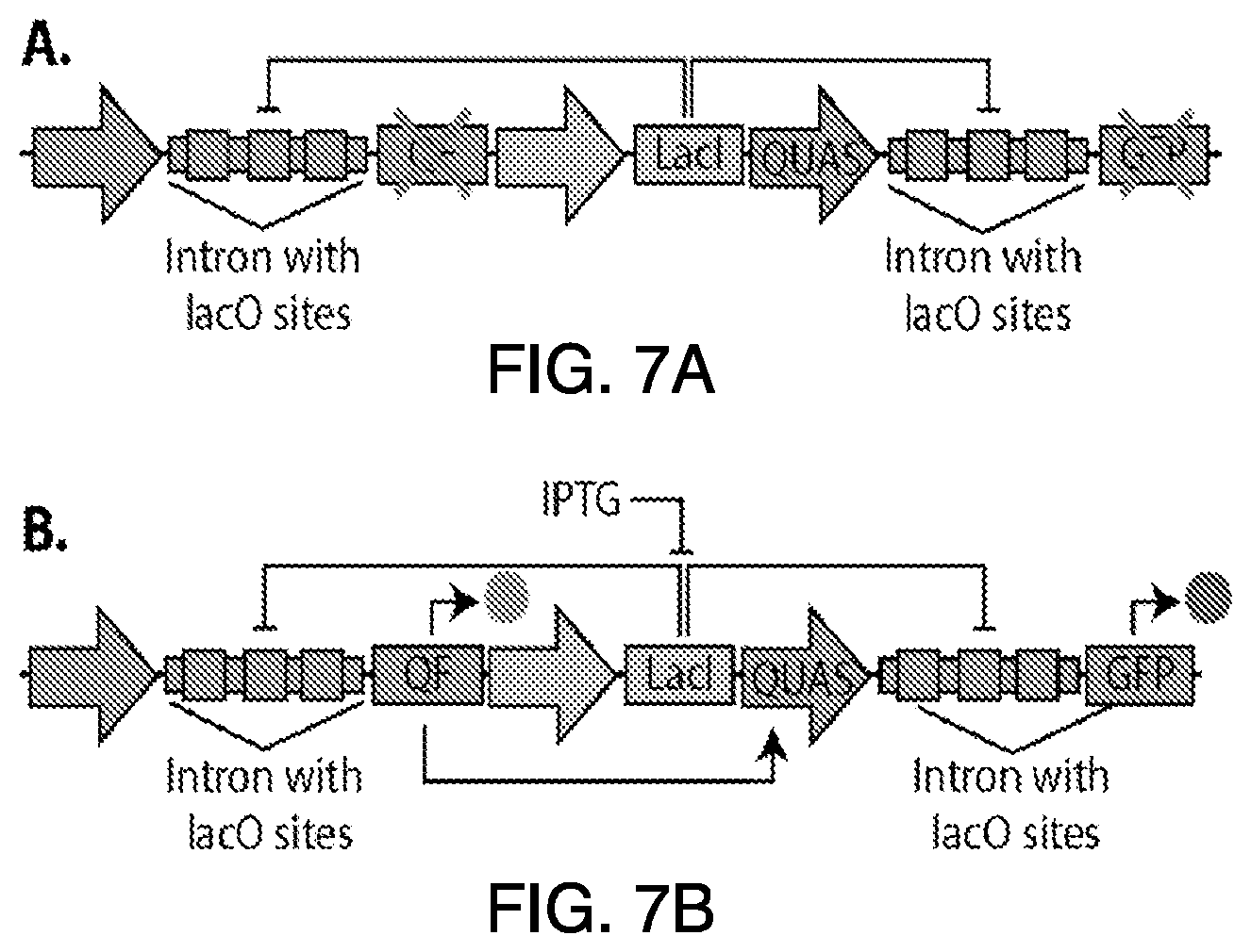 Patent US12618076 Figure 8 – Methods of engineering platelets for targeting circulating tumor cells