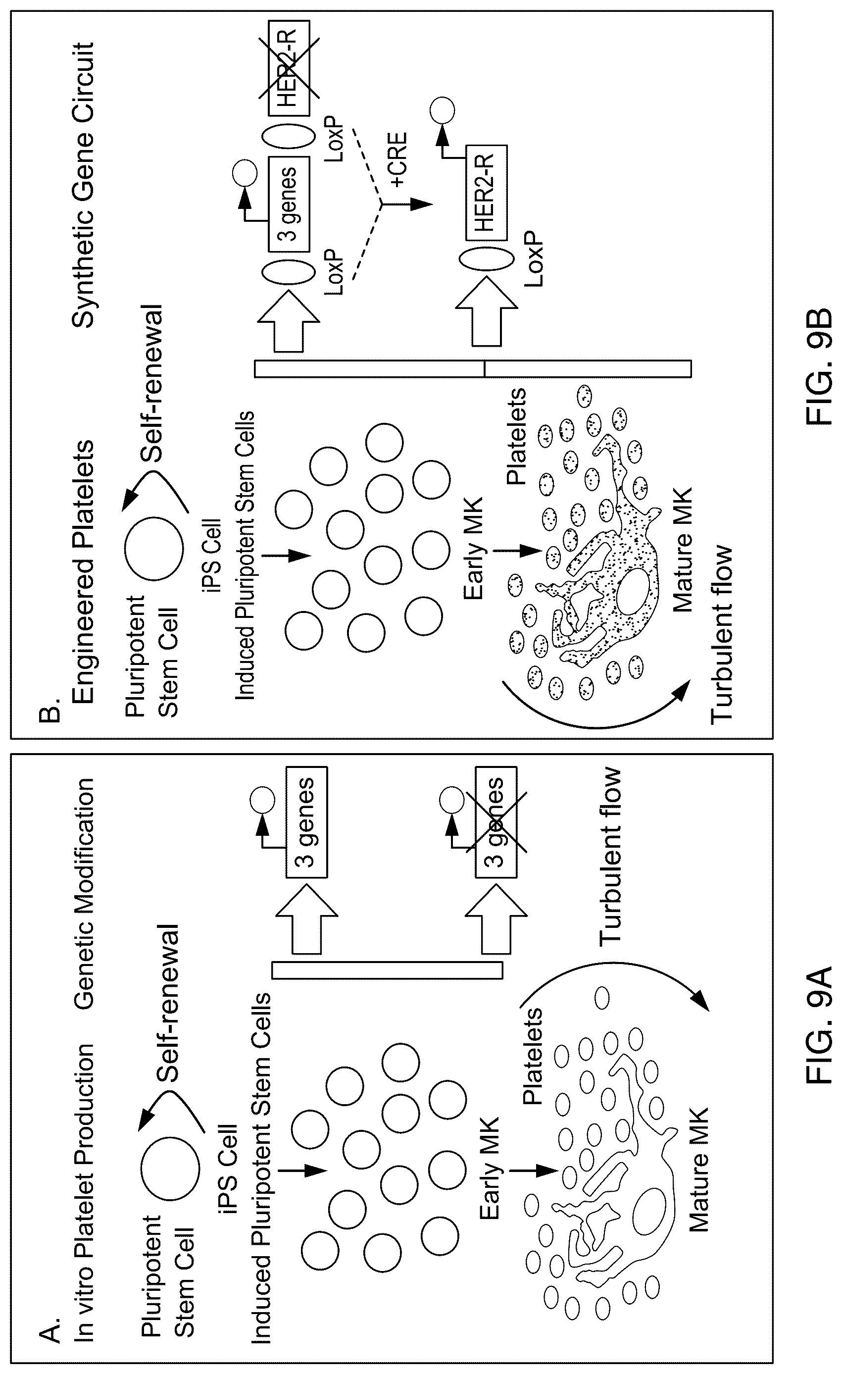 Patent US12618076 Figure 11 – Methods of engineering platelets for targeting circulating tumor cells