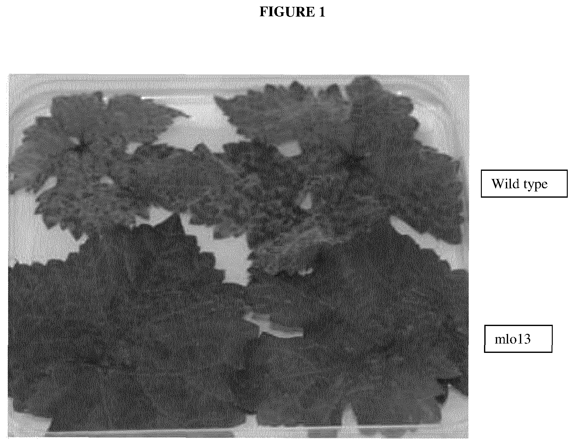 Patent US12618079 Figure 1 – Powdery mildew resistant grapevine plant