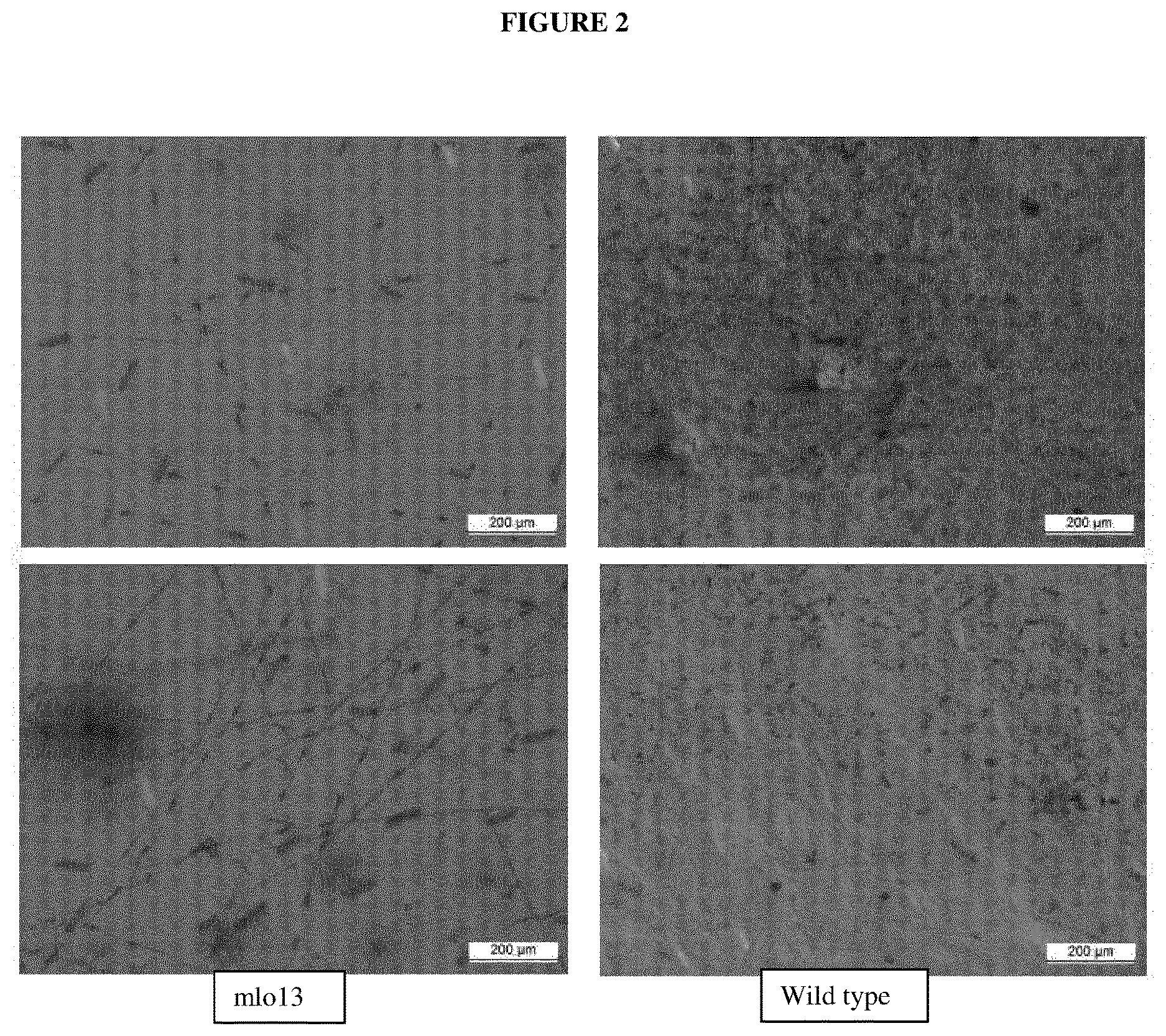 Patent US12618079 Figure 2 – Powdery mildew resistant grapevine plant
